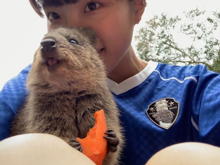 🚨 시드니에 쿼카에게 직접 밥도 주고 사진도 찍을 수 있는 곳이 있다?!✨
⠀
만지면 벌금!으로 알려져있는 귀여운 쿼카는 서호주 퍼스에서만 서식하는 걸로 알려져있는데요, 시드니 페더데일 동물원의 ⭐️Quokka Selfie Encounters⭐️를 신청하면 쿼카와 함께 추억도 남기고 사진도 찍을 수 있답니다💖
⠀
페더데일 동물원은 여러 동물들에게 직접 먹이를 줄 수 있어요. 그리고 왈라비와 코알라, 웜벳과 펭귄도 만날 수 있으니 시드니에 왔다면 꼭 들러주세요✧･ﾟʚ(*´꒳`*)ɞ ✧･ﾟ🩵🐨
⠀
⠀
📍 페더데일 동물원 / Featherdale Sydney Wildlife Park
✔️ 입장권은 어른 기준 39달러지만 kkday에서 저렴하게 구입가능해요!
✔️ Quokka Selfie Encounters는 페더데일 홈페이지에서 1인 기준 200달러, 2인 기준 350달러로 구매가능해요!(featherdale.com.au) 미리 예약 필수⭐️
✔️ 보통 투어로 많이 가시지만 중앙역 기준 50분정도 거리로 혼자서도 충분히 다녀올 수 있어요.
🚌 Black Town 역에서 하차 후 버스로 이동
⠀
#태윤_호주
