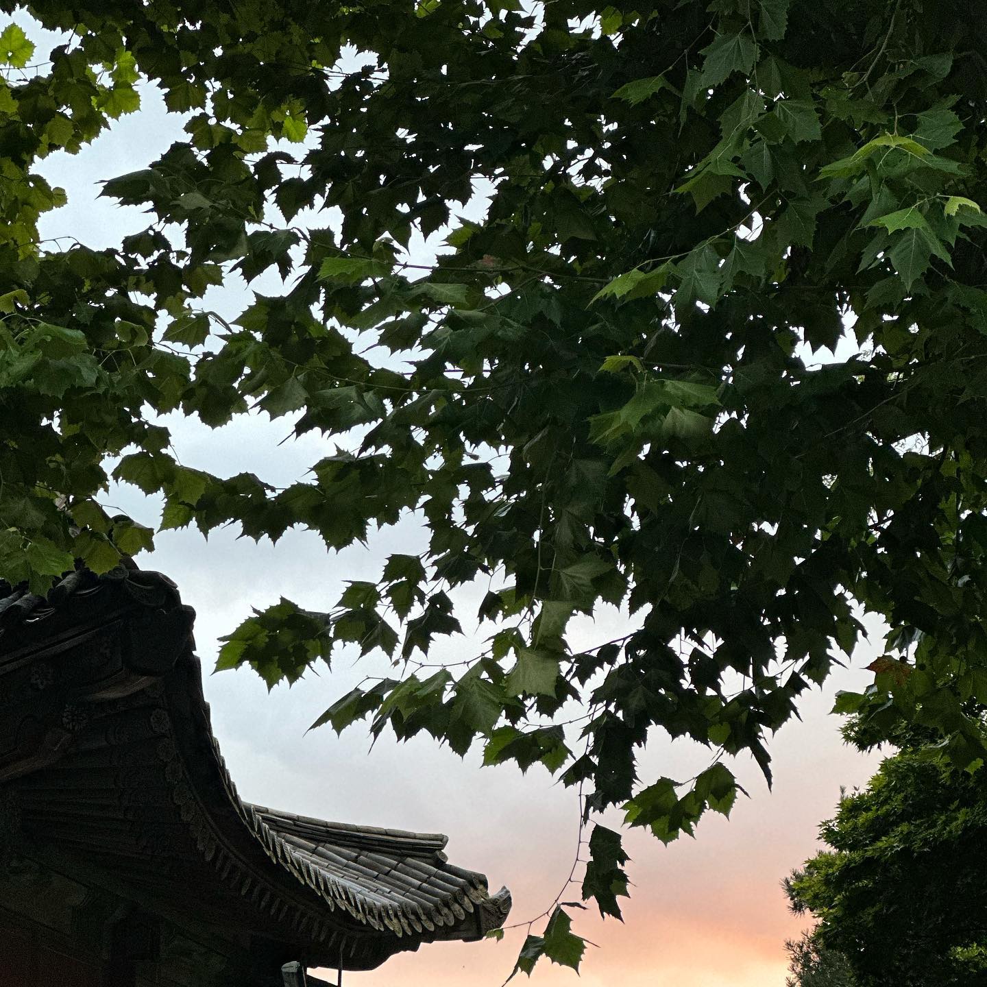 3일동안의 계동 일상 🤦🏼‍♀️
사무실은 흑화되어가는데
밖의 세상은 아름답다 🙈
잔잔한 가을 바람 솔솔 부는데
코끝에 머물다

퇴근후 광장시장으로 향하는길