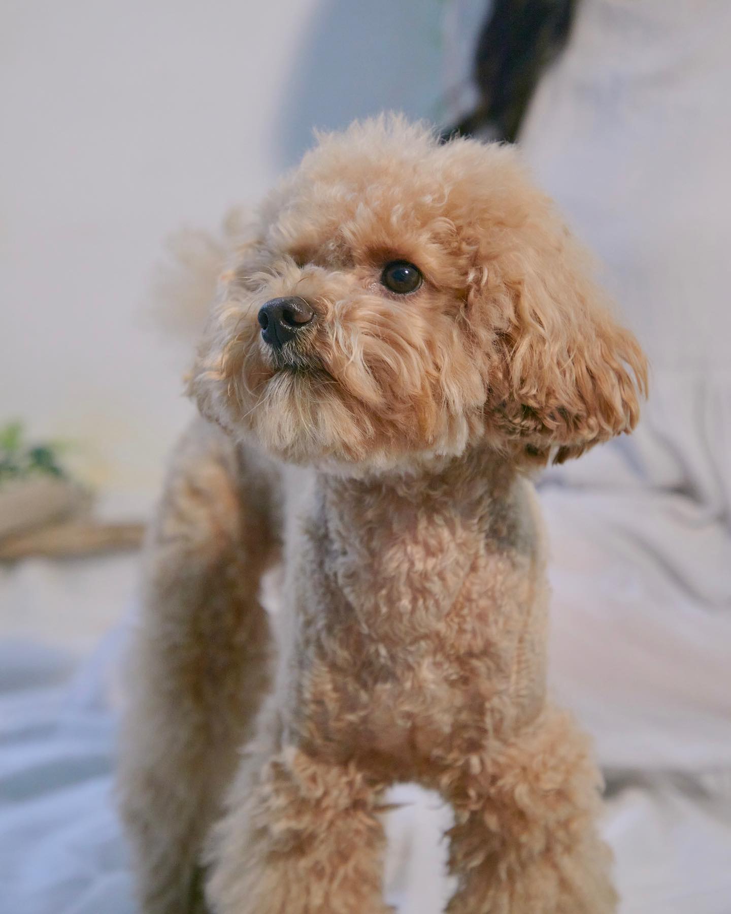 예뿐 우래기❤️
2살 기념 촬영❤️