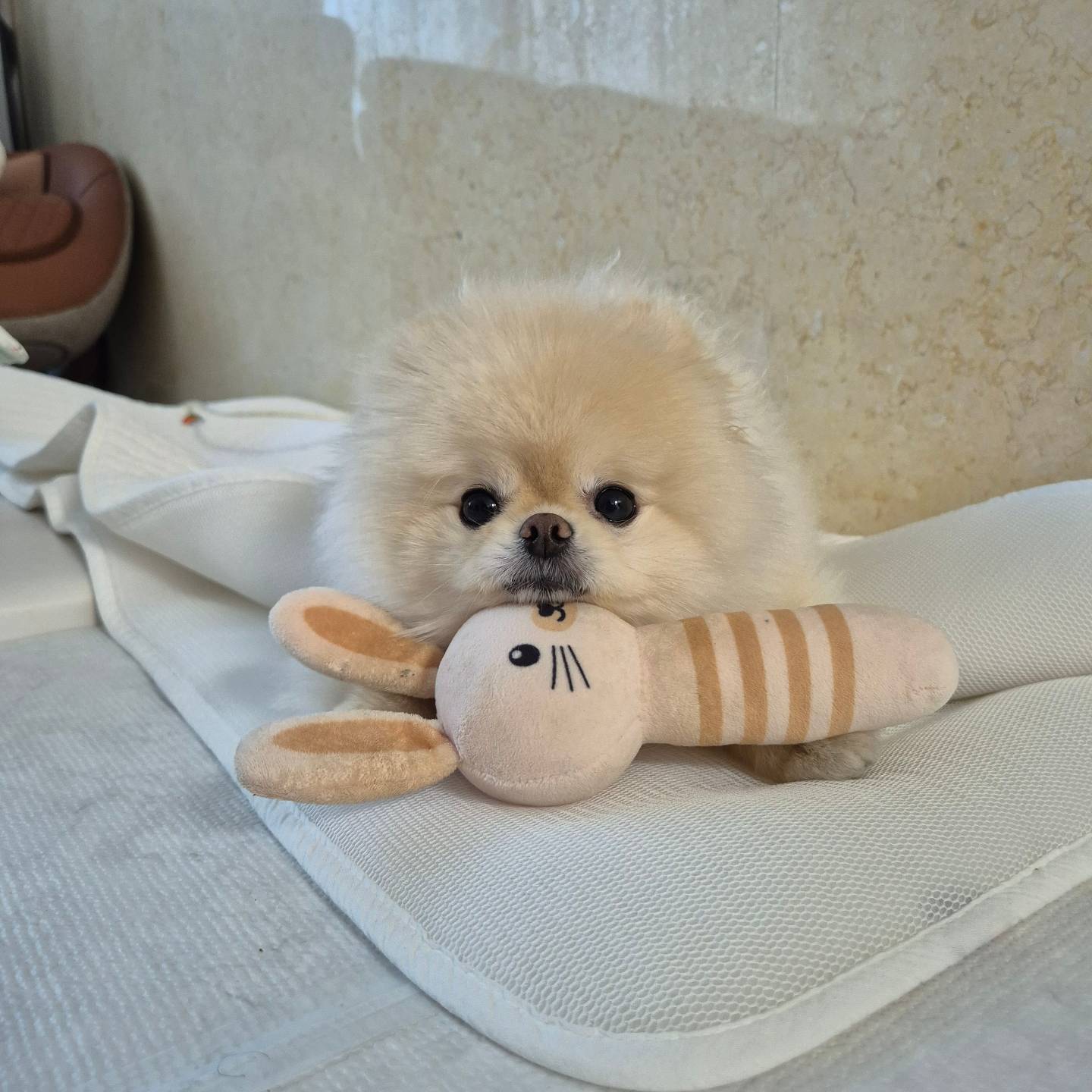 ❤️솔이지분❤️

솔이랑 놀때마다 항상 행복함!
오래오래 나랑 같이 살았음 좋겠다❤️