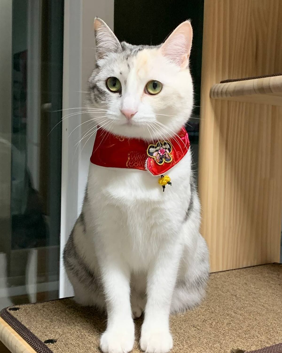 새해 복!! 많이 받으세요!!!!!

#설탕 #고양이 #2024년 #설이라니믿기지않아