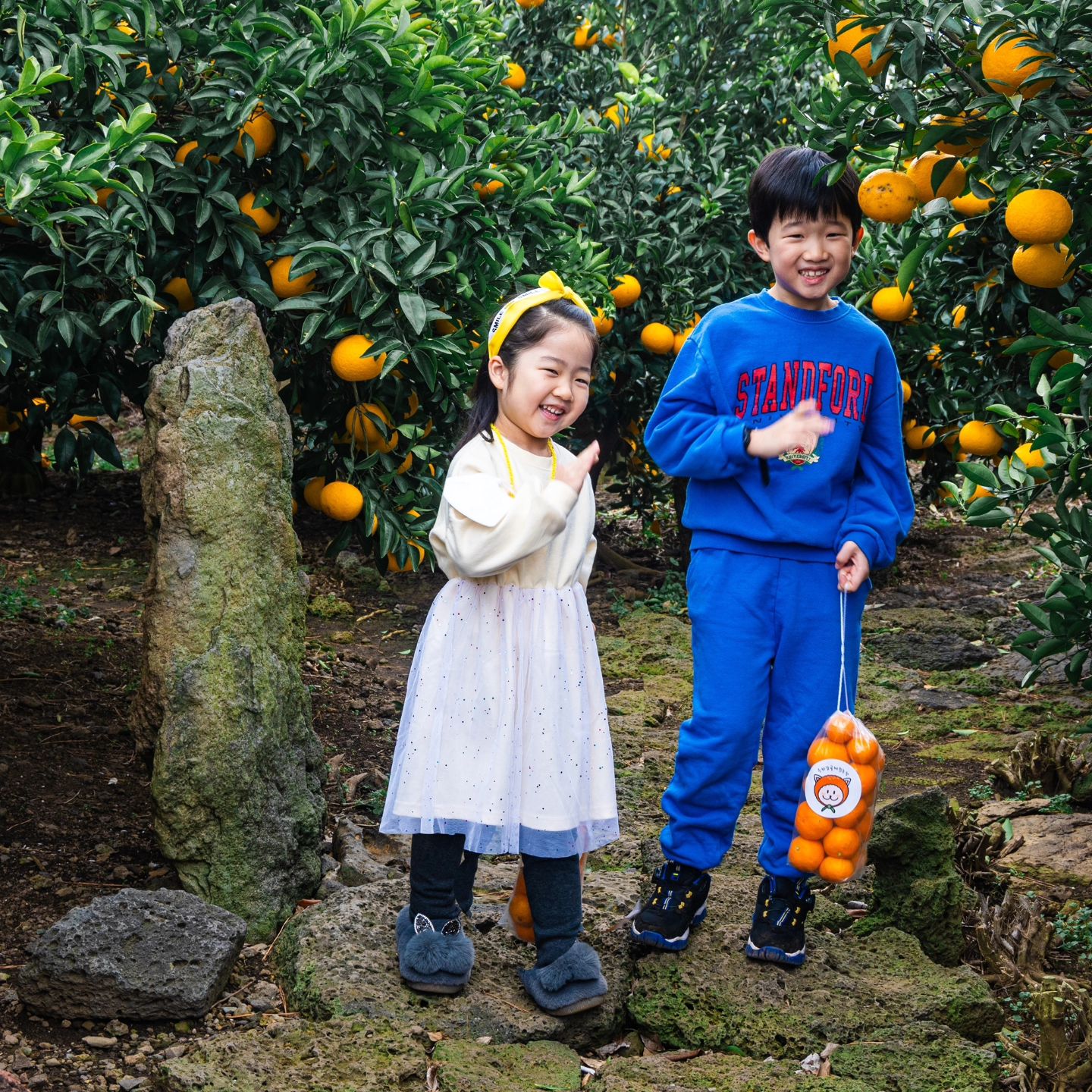 #제주귤따기체험🍊 

여행이
어른들한테는 힐링이고
너네에게도 행복한추억을 만들어주는거같아서
신이나고 즐거운데,

여행끝나는족족 살이빠져오는 첫째씨보면 하....😔

내가너무 우쭈쭈키우는건가? 고민하다가도
여행지의 음식들족족
마구잘퍼먹는 둘째보면
마냥 기질인거 같기도하고,
까다로운아이를 내가너무 몰아붙이나싶어서 반성하던 찰나

엄마내가 뼈다귀라서 미안해
으악 아니야!엄마가미얀
건강하게 자라라 했던
내초심 돌아와라ㅎㅎㅎ

#초1체중 #1키로찌우기힘든데 #1.5키로빠지기있니
아..아니야