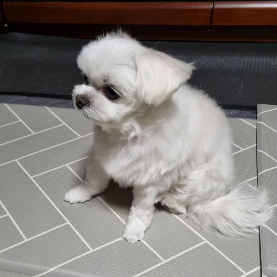 눈사람처럼 앉아있는 모찌할미...

#maltese #cute #dog #puppy #white #daily #snowman #ootd #park #shower