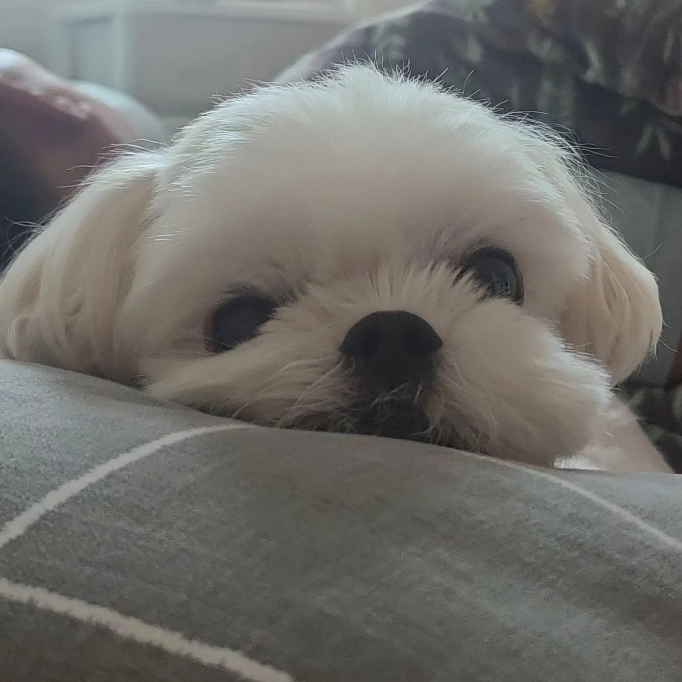 잠 많은 이구름 🐶
.
.
.
#반려견 #강아지 #말티즈 #maltese #말티즈그램 #멍스타그램 #펫스타그램 #인스타독 #pet #dog #dogs #dogstagram #petstagram #puppy #instadog #instapuppy #instapet #인스타그램 #개스타그램 #견스타그램 #인스타펫 #댕댕이 #댕댕이그램  #애견인 #강아지모델 #좋아요 #일상 #맞팔 #멍팔맞팔