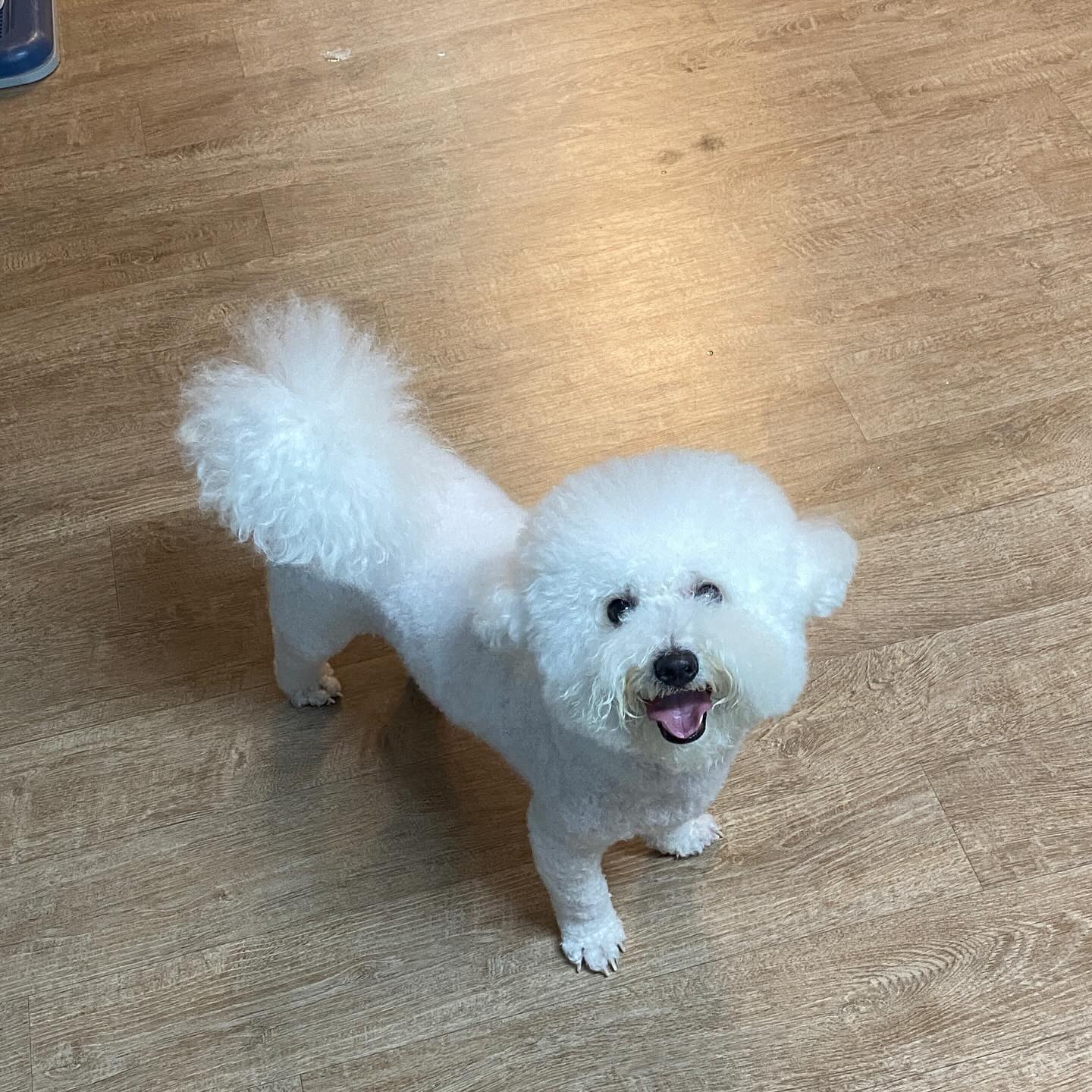 저녁 준비하눙데 제일 신난 김오찌씨 🐶
니껀 없오....

#비숑 #비숑프리제 #미니비숑 #비숑타임 #댕댕이 #강아지 #강아지모델 #애견  #댕댕이일상 #🐶 #일상 #반려견 #반려견소통 #반려인 #오늘의강아지 #dog #こいぬ #애견동반 #애견동반카페 #애견카페 #강아지동반 #산책 #비숑미용