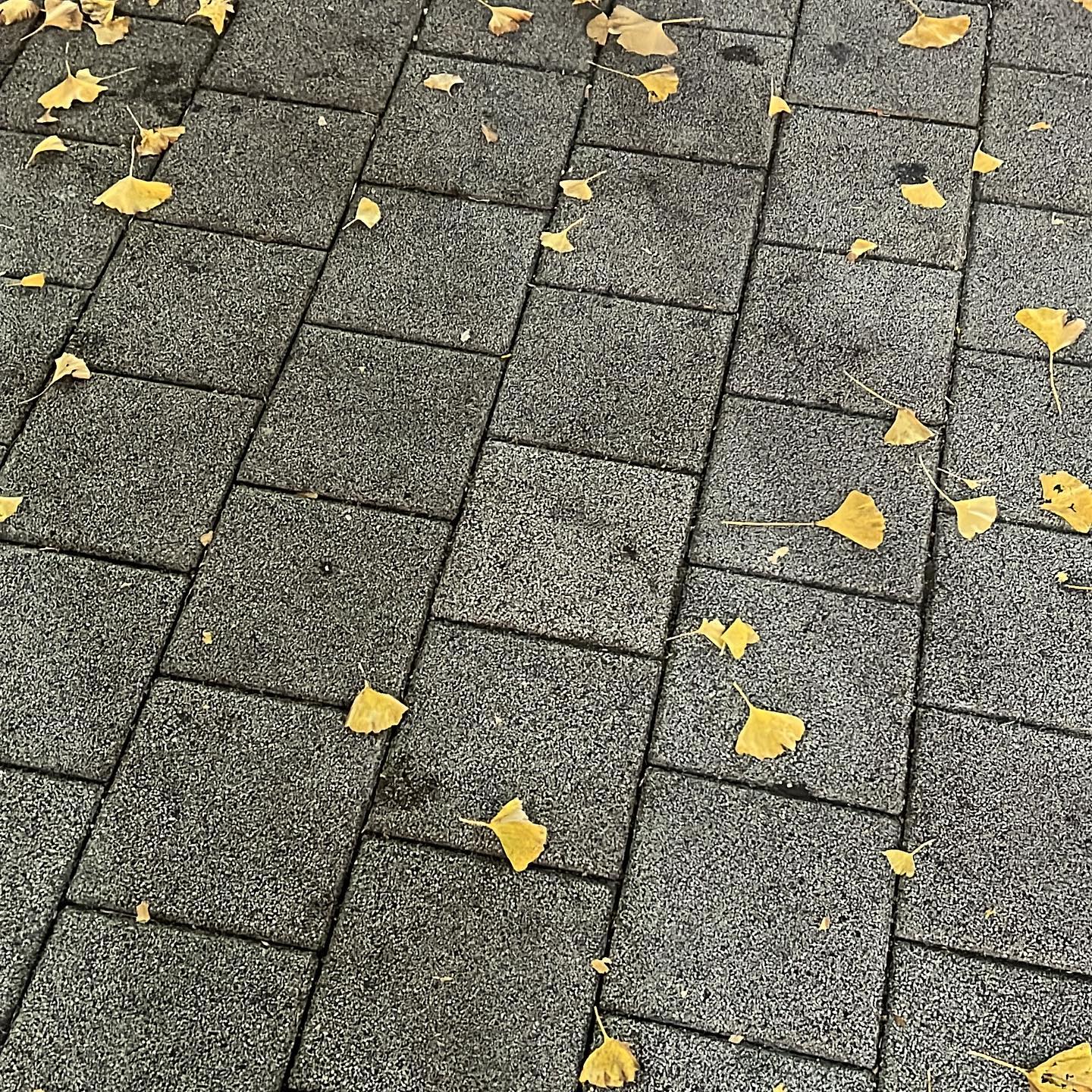 F a l l i n 🍂