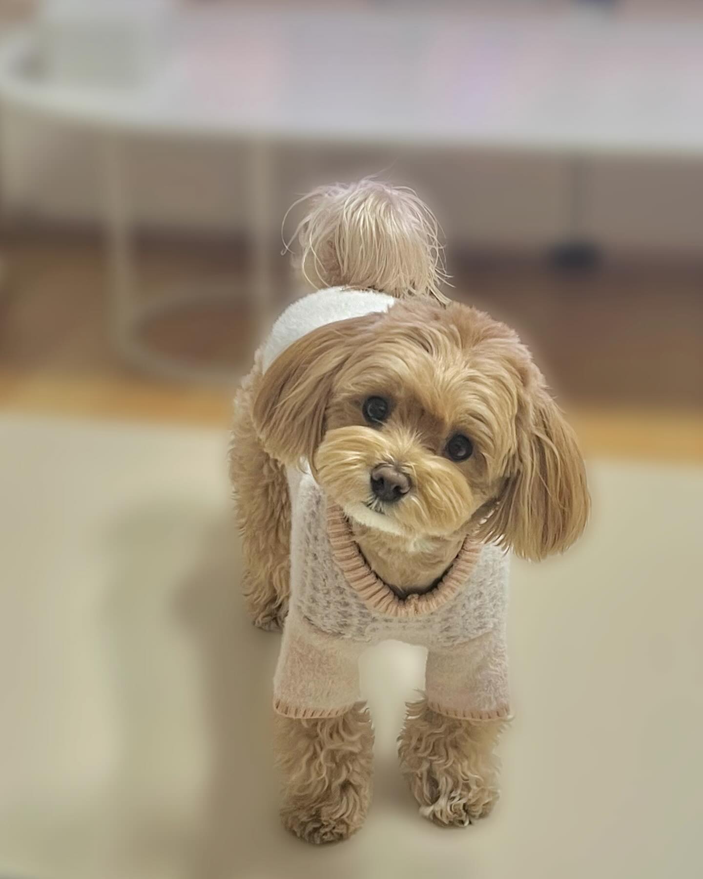 칭구들 나 돌아와또〰️🙈🎉
짜짜 안 잊어찌,,? 👉🏻👈🏻
난 여전히 잘먹구 잘자구 잘지내구 있지만
우럼마 인태기는 여전히 극뽁 못하고있지 머야,,?😢 
이러다가 내 칭구들이 다 나 잊으면 책임지꺼냐구 
뚜까패서 돌아와또😤👊🏻!!!
걱정된다구 연락쥬는 칭구들 모두 고맙구 미앙해,,💓 
내가 지굼부터 찬찬히 다 찾아가께! 안나뷰〰️🫶🏻🫶🏻!!
.
.
.
.
.
#나는짜짜 #말티푸 #maltipoo #견주소통 #반려인소통 #강아지 #댕댕이 #반려견 #반려견일상 #강아지일상 #오늘의강아지 #멍스타그램 #댕스타그램 #petstagram #daily #dailydog #dog #dogstagram #instadog #pet #puppy #반려견스타그램 #반려견그램 #멍팔환영 #멍팔맞팔 #멍팔 #좋아요