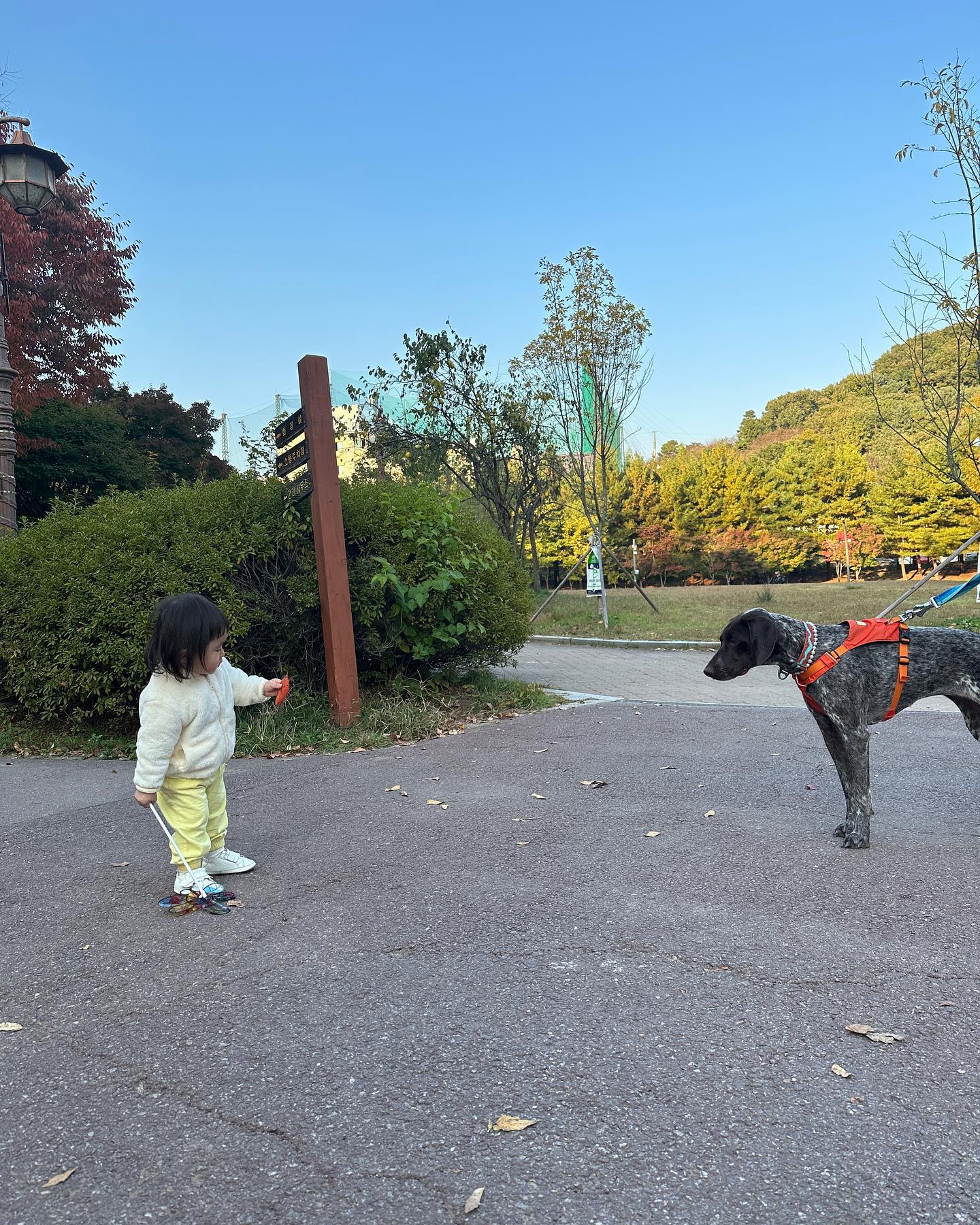 이거 내가 주운건데 너 가질래..? 🍁