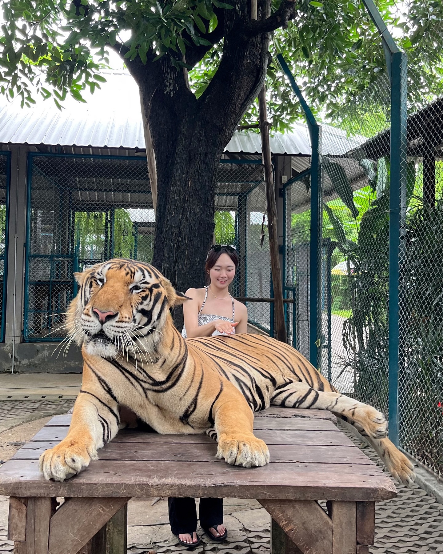 강아지두 못만지는 내가 호랑이 보겠다구 호기롭게 갔다가 잔뜩 쫄아서 온 썰..🐅🐅
그래두 마지막엔 조곰 친해져서 쓰담쓰담 가능..

근데 호랑이띠니까 날 알아볼 줄 알았어.. 마리랑 링이 🐯🤍