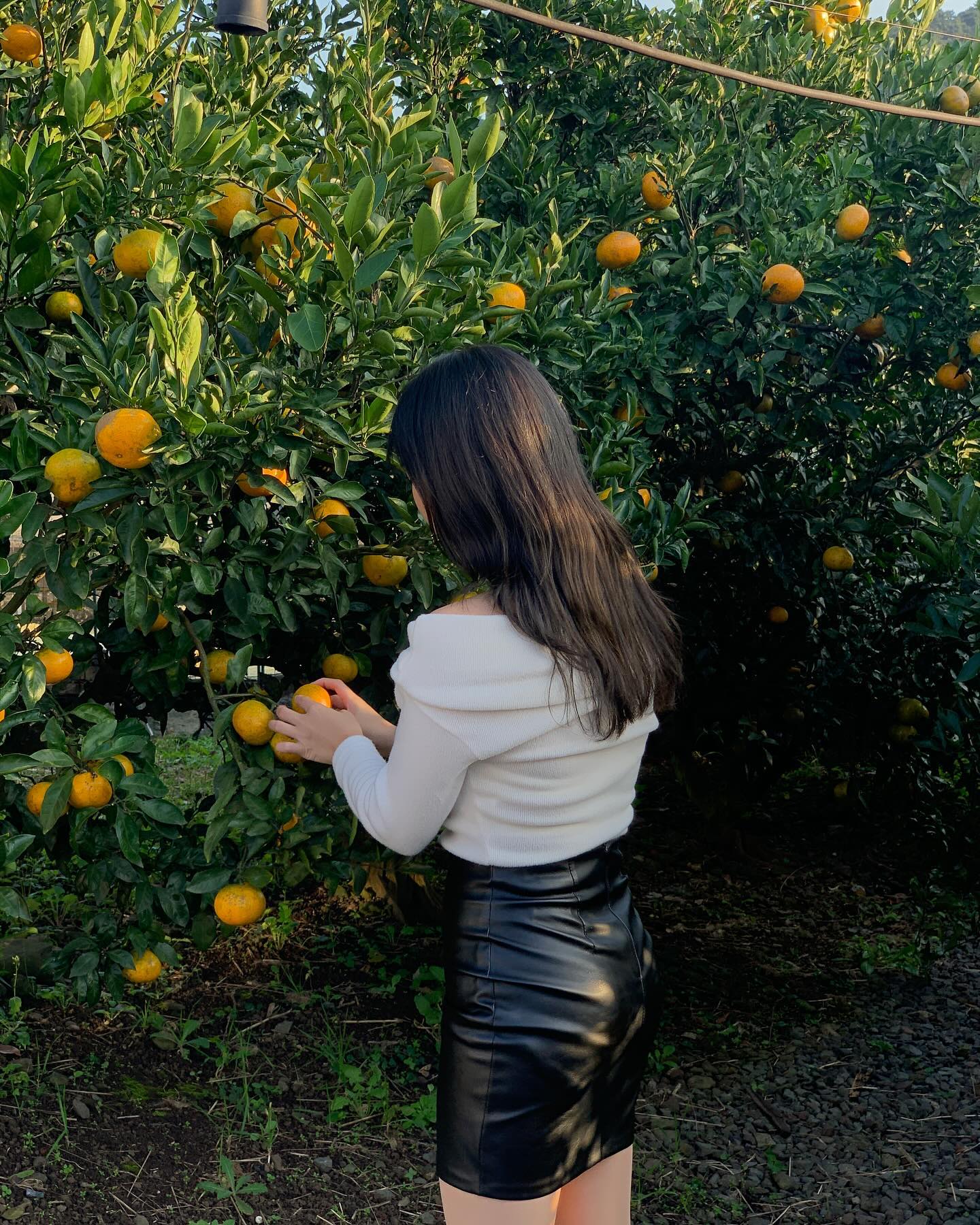 제주도 겨울 귤 따기 🍊

겨울 체험으로 귤 따기 도전!
좋은 추억과 함께 인생샷 건지기의 연속 🙃
