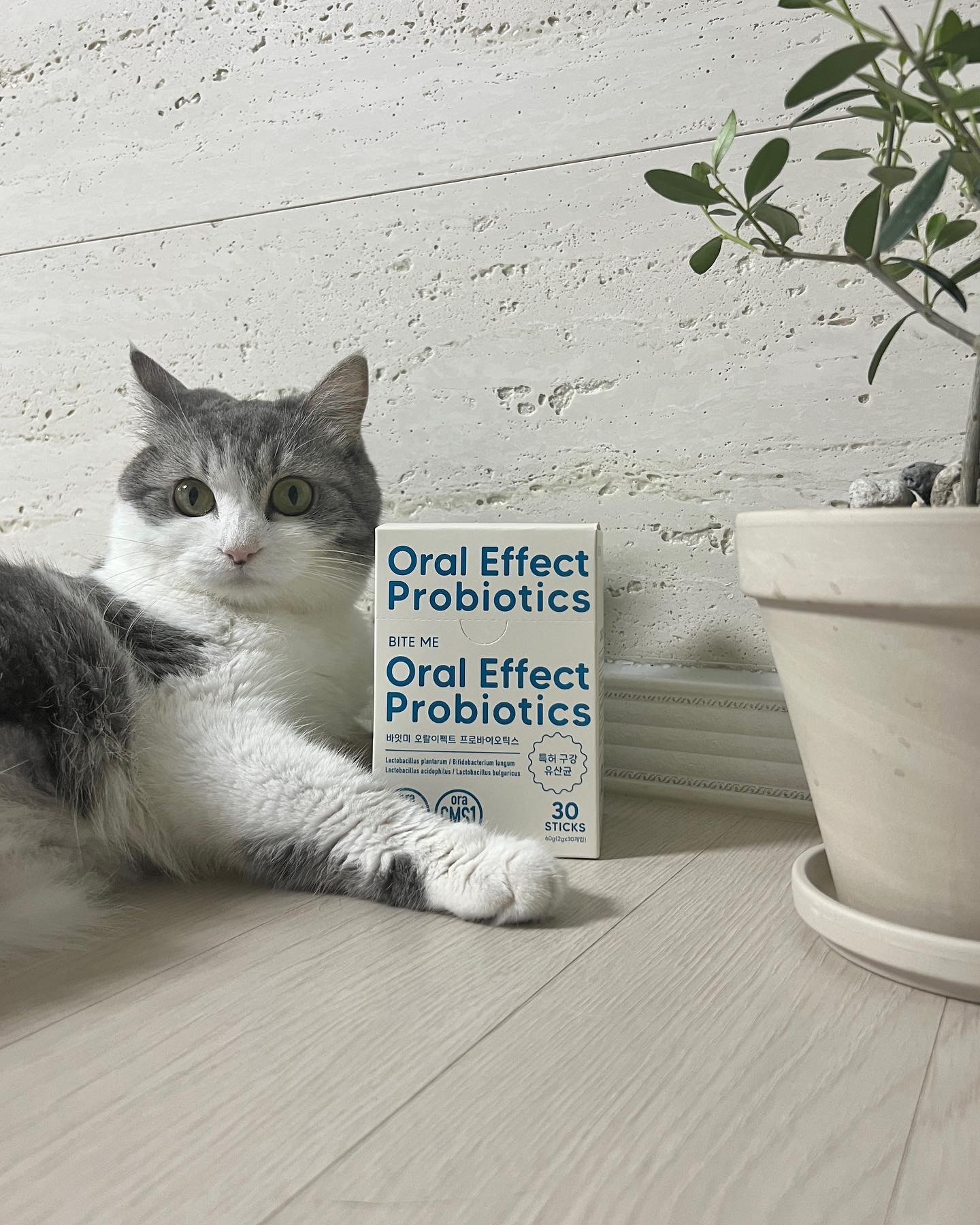 With Oral Effect Probiotics #협찬 

칫솔만 들면 도망가기 바쁜 알랑이는 치석과 구취 때문에 집사를 늘 걱정시켜요🪥😓
게다가 잇몸 주위가 빨갛게 되고 양치를 해도 단번에 없어지지 않는 구취는 난제였습니다.

오랄이펙트를 만나게 되면서 그런 걱정의 무게를 덜게 되었습니다🙌🏻🙌🏻

제가 알랑이에게 급여한 방법은--
🪄가루 자체를 손에 부어 급여하기
🪄사료나 간식에 같이 급여
🪄물에 섞어서 급여 

여러가지 방식으로 급여하니 거부감을 가지지 않고 잘먹는 모습을 볼 수 있었어요~ 
”구강건강 + 장건강“ 까지 챙길수 있다는 생각에  장이 예민한 알랑이에게 안성맞춤이라 생각했어요 💞🪽

아무거나 급여할 수 없는거 아시죠? 
HACCP를 인증 받은 신뢰를 주는 제품에 🥇
일반 영양제와 달리 유산균을 보호하는 특별한 포장
구강을 보호하는 6가지 포인트까지 ~ 

그런데 알고보니 
“면역력 증진 + 알러지에 도움 + 장 건강 + 간 건강 도움” !!!
저는 그전에 급여하던 유산균은 이제 사용하지 않아요 
앞으로도 오랄 이펙트를 애용할 예정입니다 ❤️‍🔥❤️‍🔥

본 제품은 “7월 4일“에 출시 예정입니다
먼저 체험할 기회를 주신 바잇미 사랑해요❤️‍🔥
.
.
.
#바잇미 #바잇미유산균 #바잇미구강유산균 #구강유산균추천 #오랄이펙트#고양이일상 #개냥이 #귀여운고양이 #초보집사그램 #개냥이그램 #냥플루언서 #묘델 #반려동물