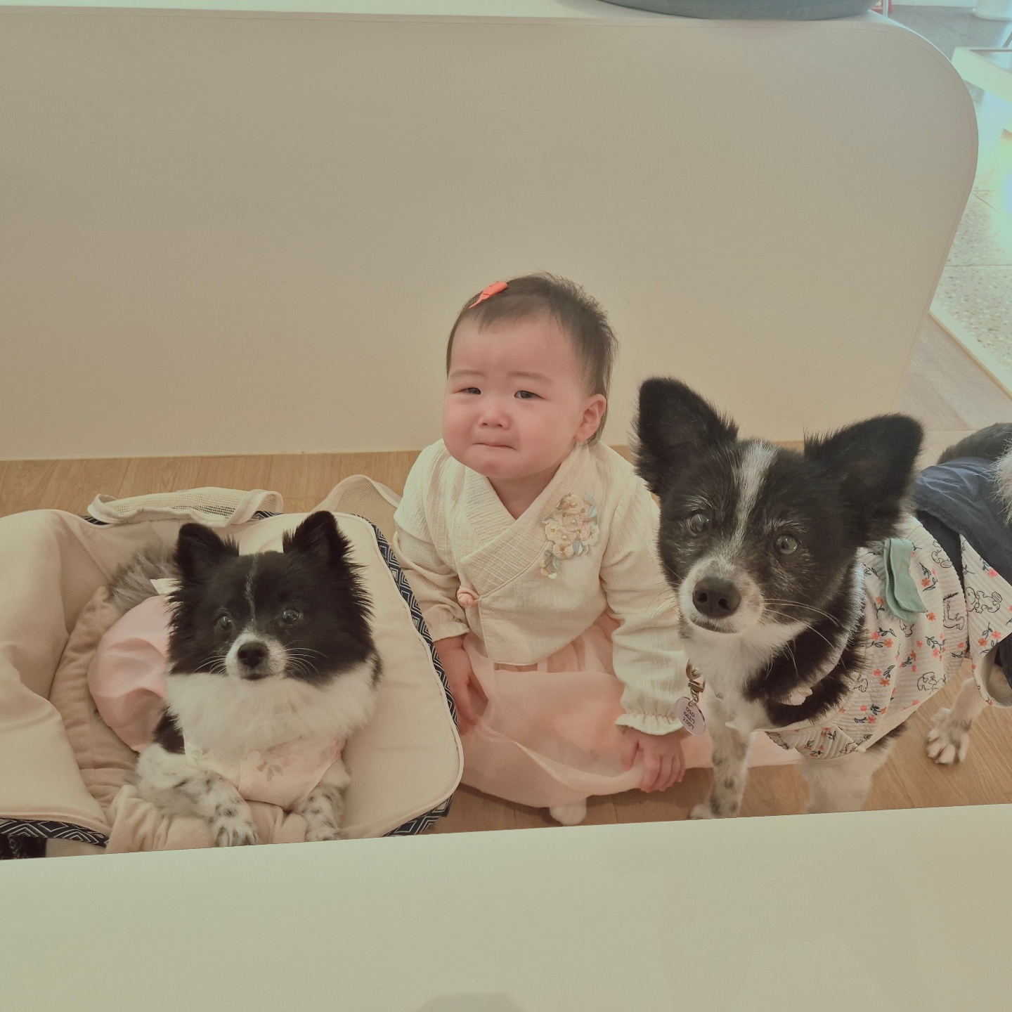 세상 귀여운 명절맞이 한복 입은 응애와 멍뭉이들(ღ•͈ᴗ•͈ღ)♥