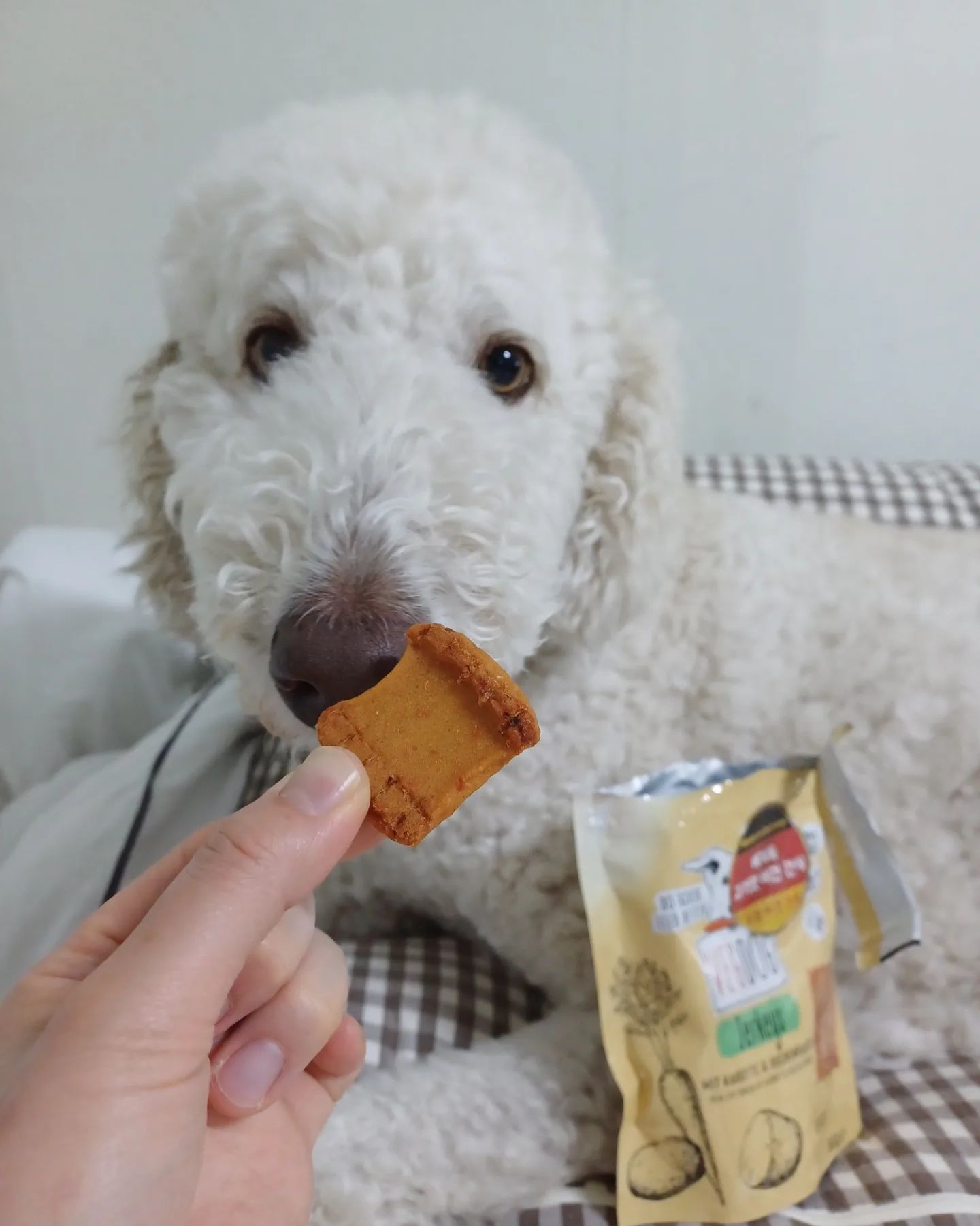 착한 눈빛되는 간식
몽이 눈망울이 황소🐂눈으로 변했네요 ㅎㅎ
유럽인증받은 비건간식
기호성 좋아서 강추드려요 ☺☺☺

naturliebe.official

#베지독
#베지독스모크비건소시지
#베지독스모크비건져키
#너도밤나무훈연 #숯불고기향
#비건간식 #고기는없지만고기맛이나는
#말랑한간식 #소프트간식
#알러지간식 #체중조절간식 #강아지다이어트 
#휴먼그레이드간식 #글루텐프리간식
#100프로식물성