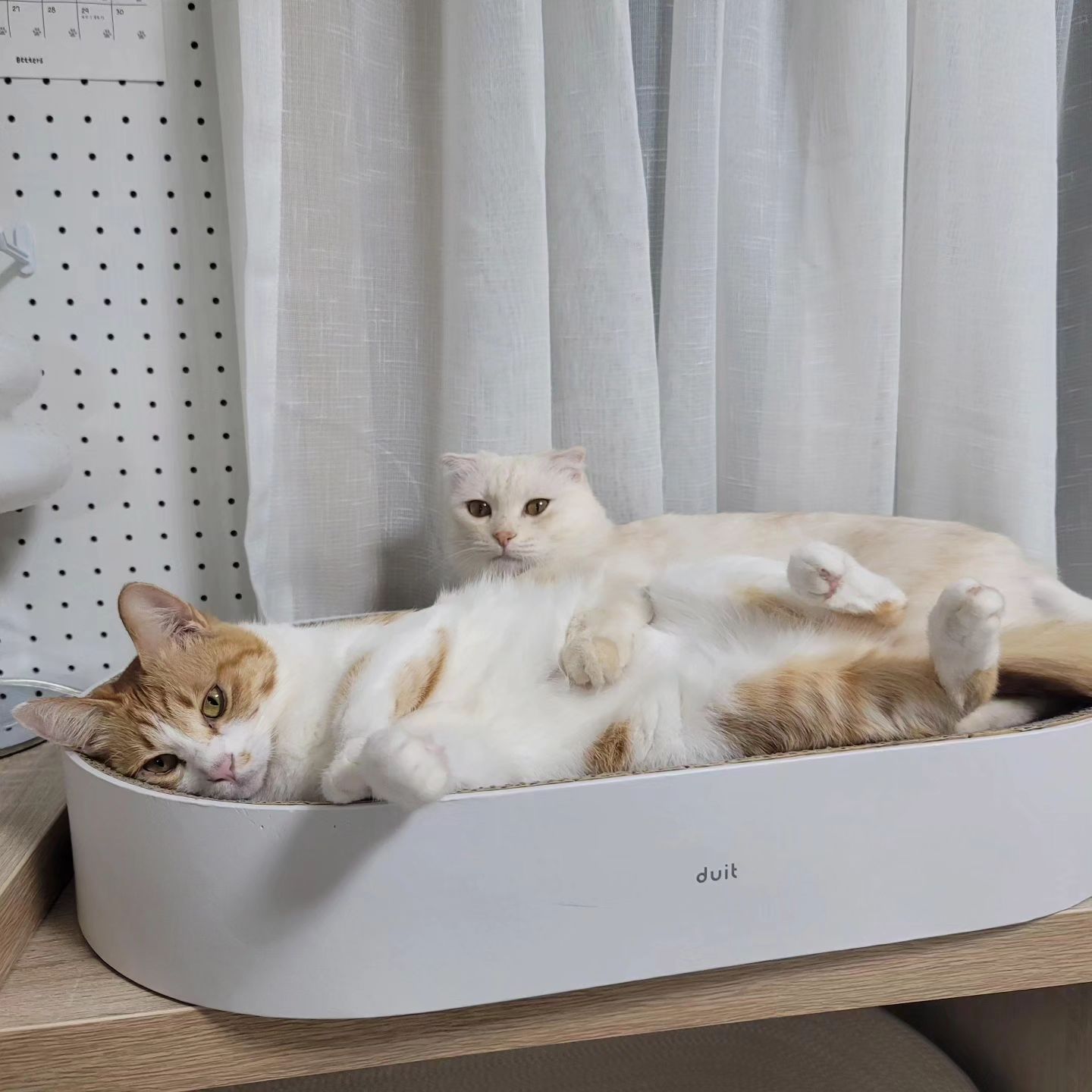 애들을 어떻게 해야할까요?

일주일 전 집에서 4시간 거리 지역으로 이직한 상태인데
이사가 9월 이라, 오순 송송은 집에두고 펫시터를 부르고 있어요

근데 홈캠 보면 애들이 활동성도 많이 떨어지고 
시터 오시면 항상 겁먹고 있더라고요  사냥놀이도 전혀 반응 안해주고요 

저는 8평 원룸에 있는 상태인데  그래도 저랑 같이 있는게 좋지 않을까 싶어서 데려올까 고민중인데요

애들은 25평에 캣휠, 캣타워 캣폴도 4개 있는 공간에 있는데

지금 제가 있는 곳은 소음도 심하고 아무것도 없어요  침대나 책상도 없어요ㅠ (시간도 없고 가구를 가져오긴 힘들어요 )

또 한달 반 뒤에  29평으로 이사해서 원룸 들어오면 두번 이사하게 되고요 

한달 반 동안
1. 지금 집에 두고 펫시터를 쓴다 (주말마다 갈 예정)
2. 8평으로 데려와서 함께살다가 다시 이사간다

뭐가 맞을까요? 
애들 지금 힘들어 보이고 저도 너무 보고 싶어요
하지만 4시간 걸려 데리고 왔다가 더 큰 병 걸리거나  애들끼리 사이가 안좋아질까 겁나기도 하네요...