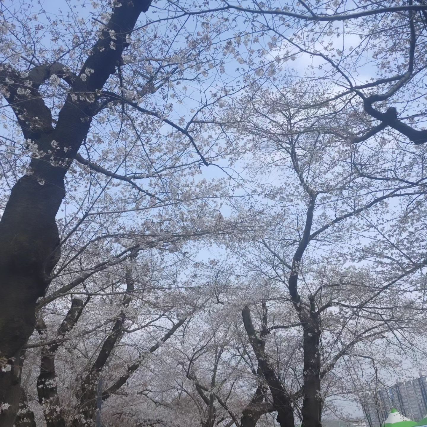 울주 작천정 벚꽃
#작천정 #벚꽃 #맞팔
