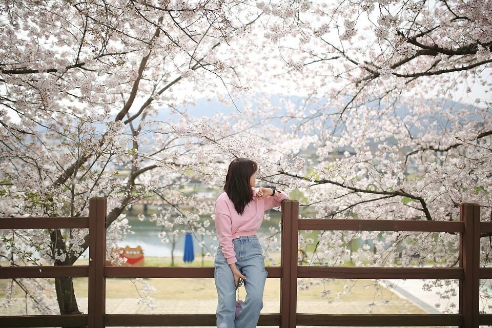 순천 벚꽃이 최고다아🩷🌸
언니 집앞 풍경
