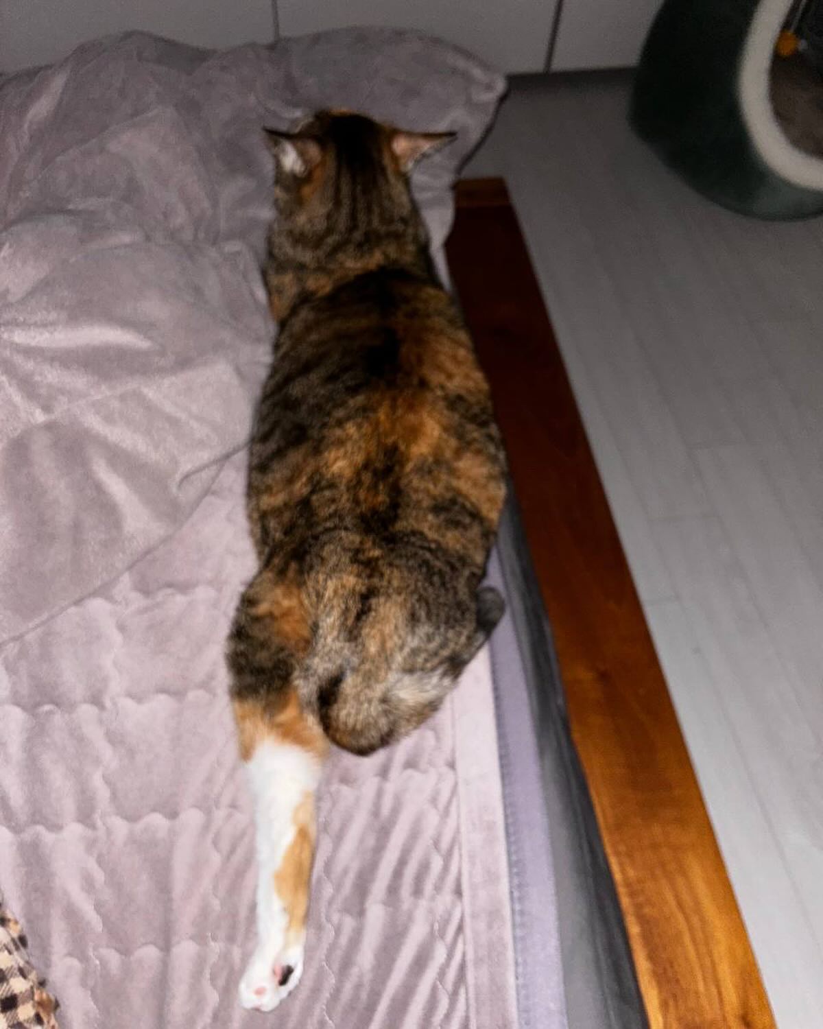 한쪽 다리 무사??!!

#칸쵸 #고양이 #다리한쪽어디감