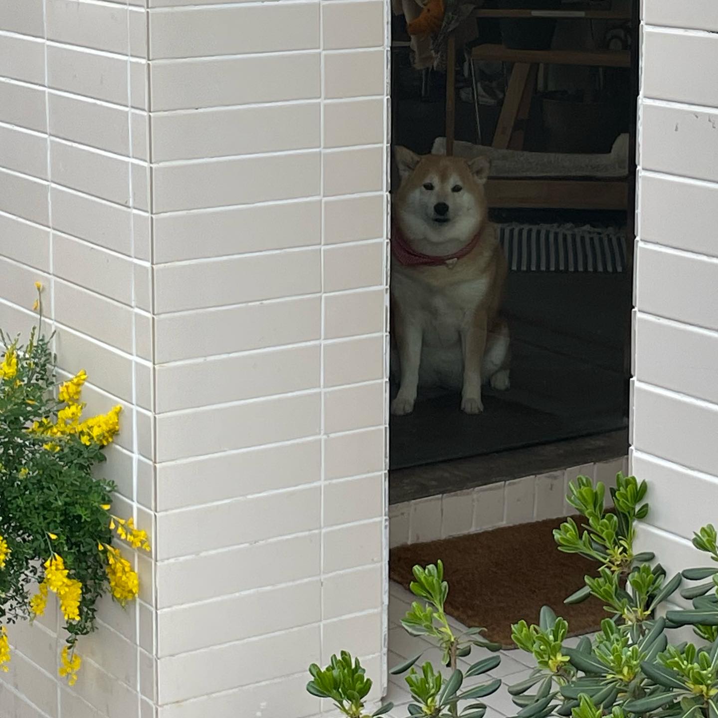 🐕🍵