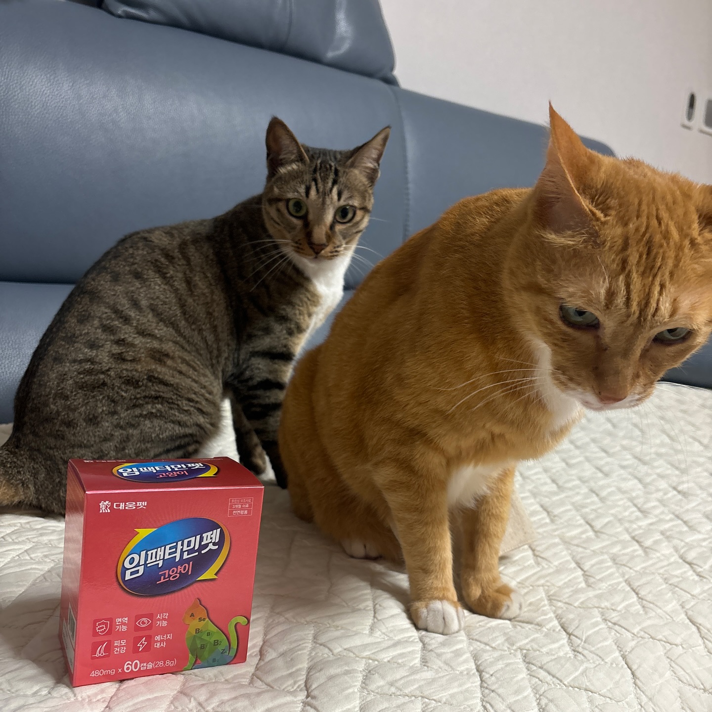 대웅 임팩타민펫 고양이 유산균🐈‍⬛

울 고영들,,, 저희 고양이들은 장 건강이 좋지 않아 자주 설사를 했는데, 고양이 유산균을 급여한 이후로 놀라운 변화를 경험해써욤

먹이기 시작한 지 일주일?
배변 상태가 눈에 띄게 개선되었습니당

유산균을 꾸준히 섭취한 덕분에 소화기 건강이 향상된 듯?
털도 더욱 윤기나고 건강해 보여욤
급여하는 장면 찍고 싶었는데 그저 귀여운 고양이 사진만,, 추가,,,대웅 임팩타민펫 추천~!