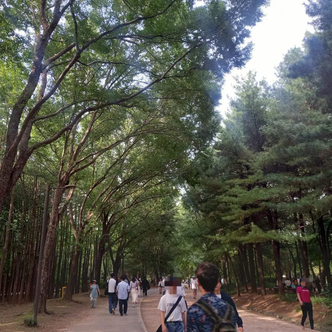오랜만의 #서울숲
사람들이 많지만 편안하고 힐링되는 분위기였어요!

푸른 나무의 편안함과,
상사화의 아름다움,
주변 사람들의 생동감을 느끼면서 힐링한 하루였네요~

다음에 오면 피크닉매트깔고 더 편안하게 힐링하고 싶어요!