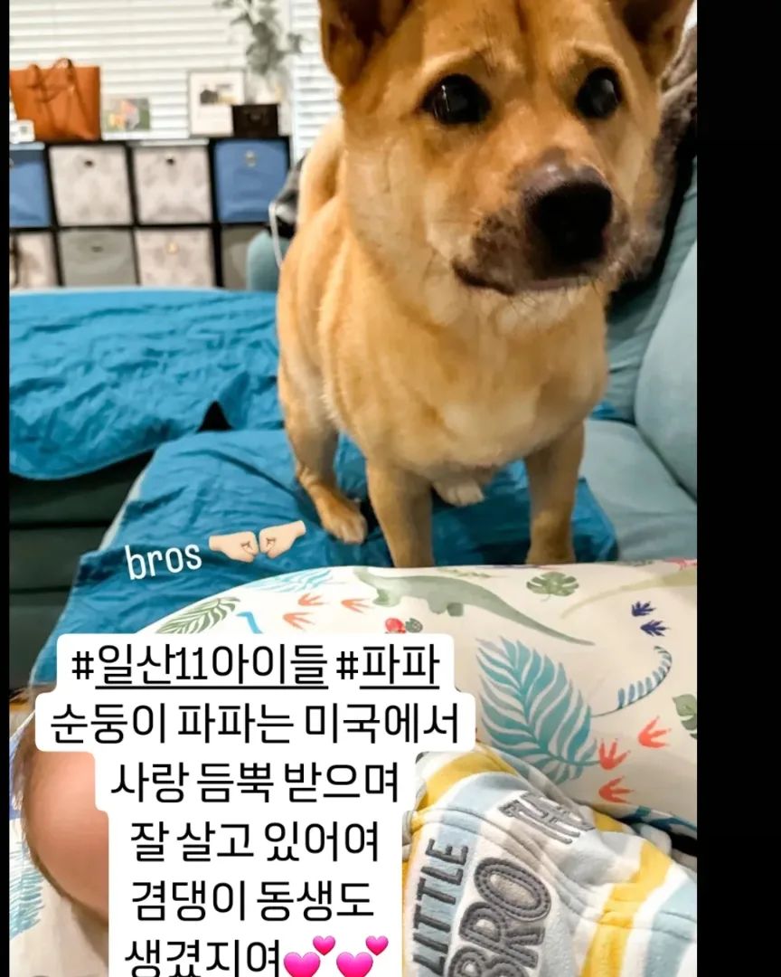 2024.2.19 월요일
#일산11아이들 #파파
이젠 미쿡멍멍이 파파 동생도 생기고 여전히 순둥슨동💕
234 는 위탁처에서 지낼때 멍충미 뿜뿜 하던 추억🐻
5 는 구조직전 파파
6은 일산11아이들 지내던 곳 구조전 모습이에여
영상 속 보이는 아이들 순서대로
밥먹고 있는 타타 우왕좌왕 파파
평상밑 숨자숨어 가야
은폐엄폐 이불위 검은 카카에여

11아이는
1️⃣가야공주와 2️⃣닐라공주(미국으로 입양갔고 톡으로 안부를 물어여) 
3️⃣마벨왕자 seo._.taeyang 엄마랑 톡으로 연락해여
4️⃣ #말티즈바비 공주(나이 많다고 파양 후 제가 데리고 있어여)
5️⃣사야공주 hello_saya_1206
6️⃣아키왕자 a_ki_love_ 
7️⃣파파왕자 @보바로 살고있어여
8️⃣카카공주 @밤이로 살고있어여
9️⃣타타왕자 @훈련소에 있어여
🔟 #백구하음이 공주 1️⃣1️⃣ #개냥이요미 왕자 는 위탁처에 있어여

아이들 소식 또 올릴게여 많은 분들의 도움으로 지금까지 왔고 아이들 행복하게 사는건 많은 이모삼촌들 덕분이에여 늘 감사합니다🙇

#일산11아이 타타와 요미 하음이가 남아 있어여
끝까지 관심 부탁드려여🙏🏻

#유기견 #유기묘 #입양 #임보 #입양해주세요  #입양은사랑입니다 #버리지마세요 #끝까지지켜주세요  #가족 #도와주세여 #유기견입양 #유기묘입양