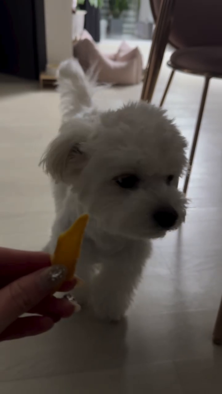 안냐떼여 🐾