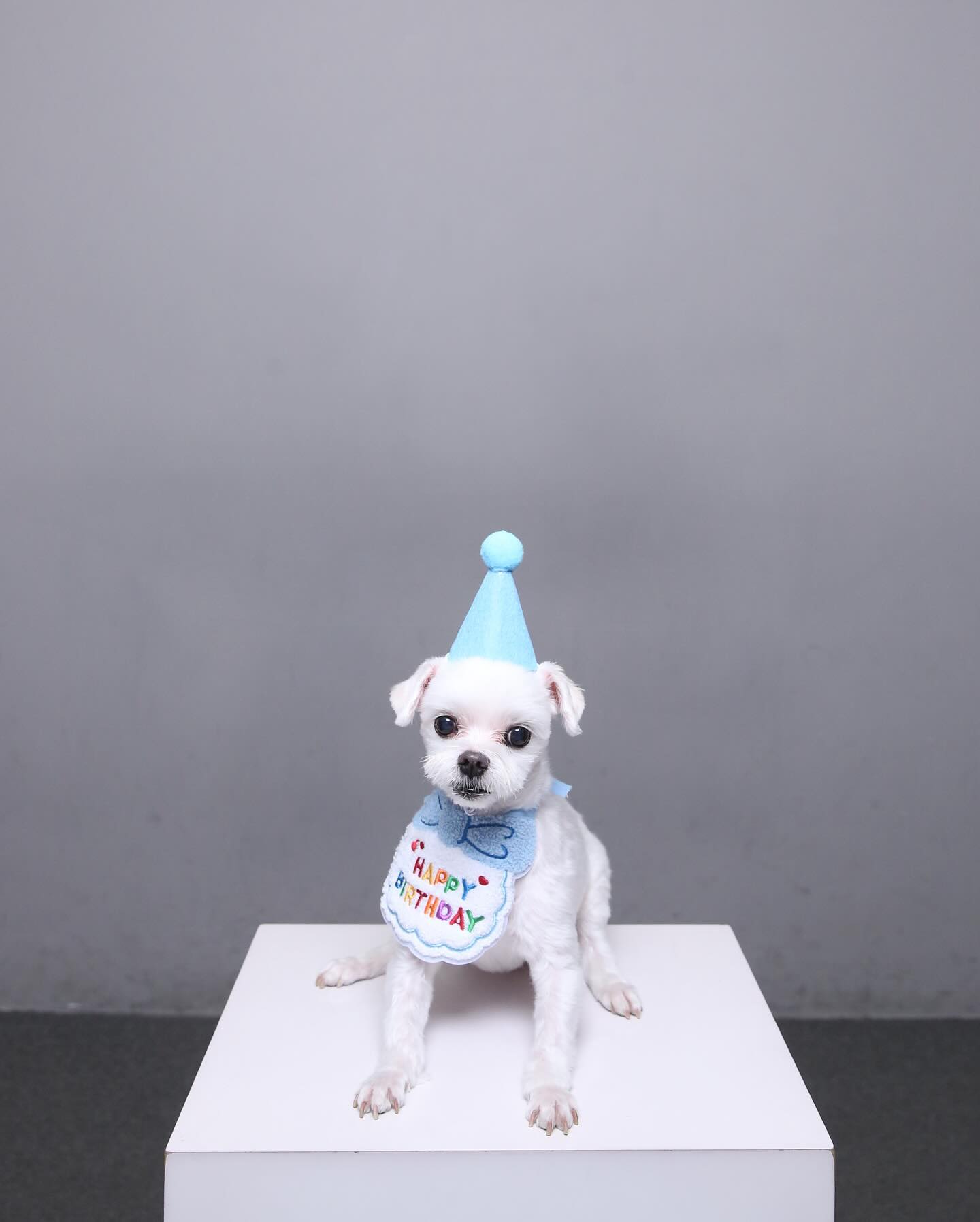 #240702 🐶🎂🎉