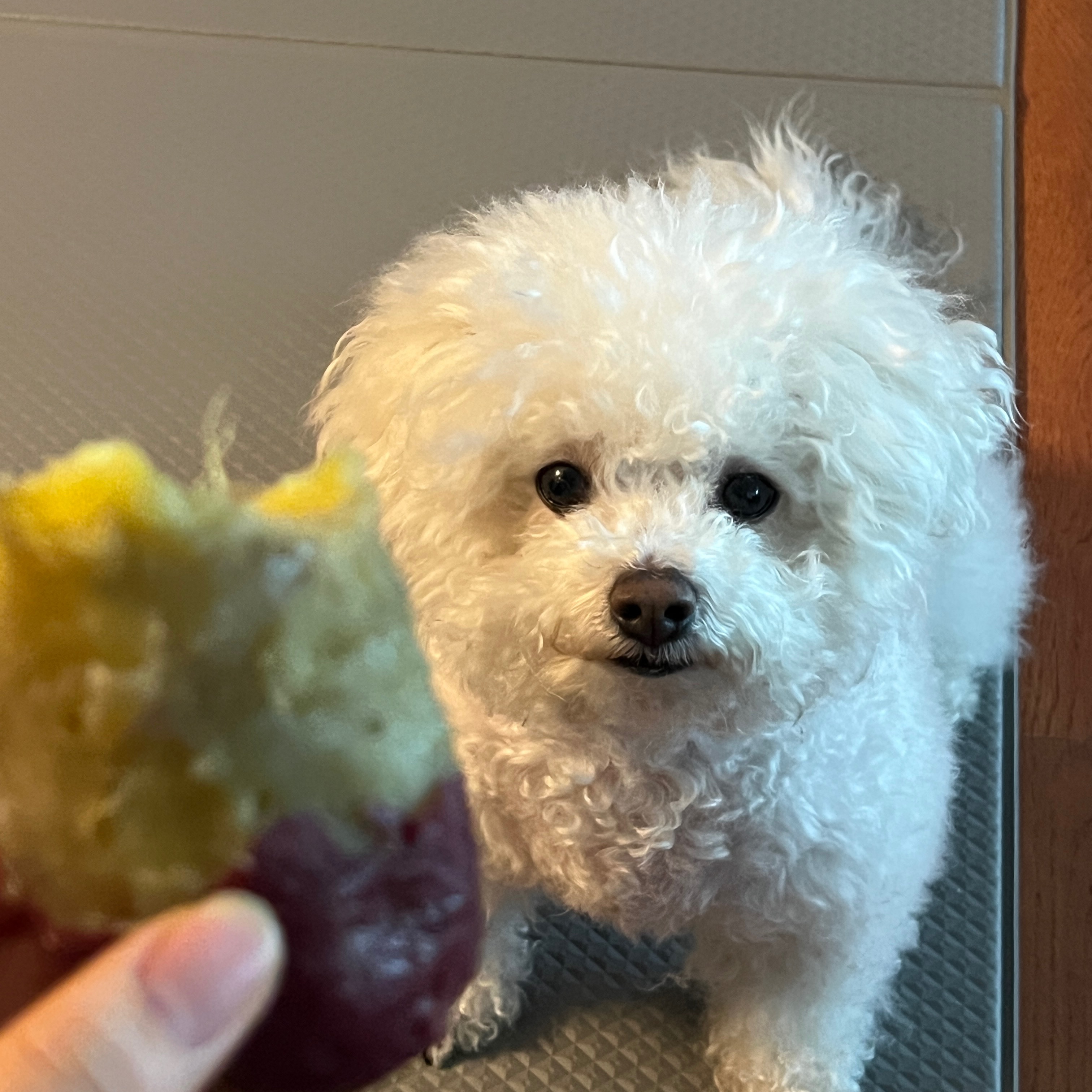 누나 고구마야... 탐내지마...🍠🍠
