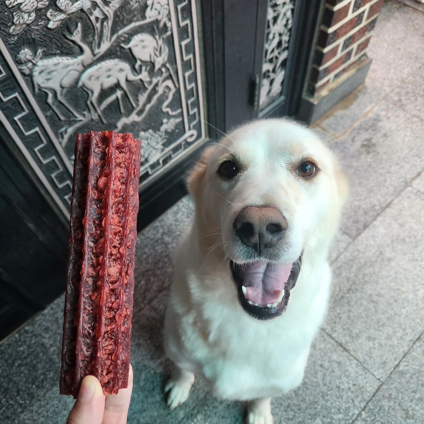 라떼 최애껌 득템🫶 사이즈가 딱 라떼가 좋아할 대왕사이쥬에여!