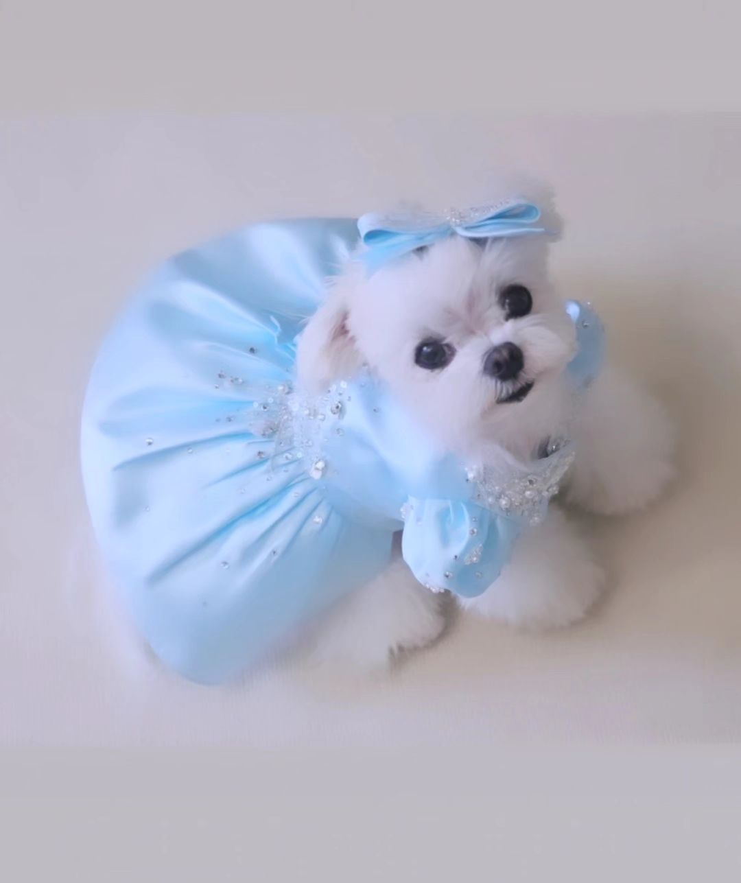 욤욤
baby 토끼멍뭉

..........🍼🩵

축복
귀야 섰다
아웅 귀욤🐰

shinydress1031

#루루축복
#샤이니드레스
#고급짐#색감포텐
#배우견#모델견