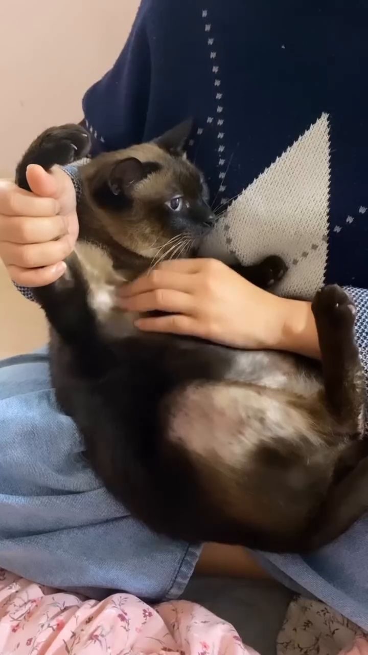 고양이 겨들스 만져주면 좋아한다면서요
#개미#까미#샴#코숏#내사랑#냥스타