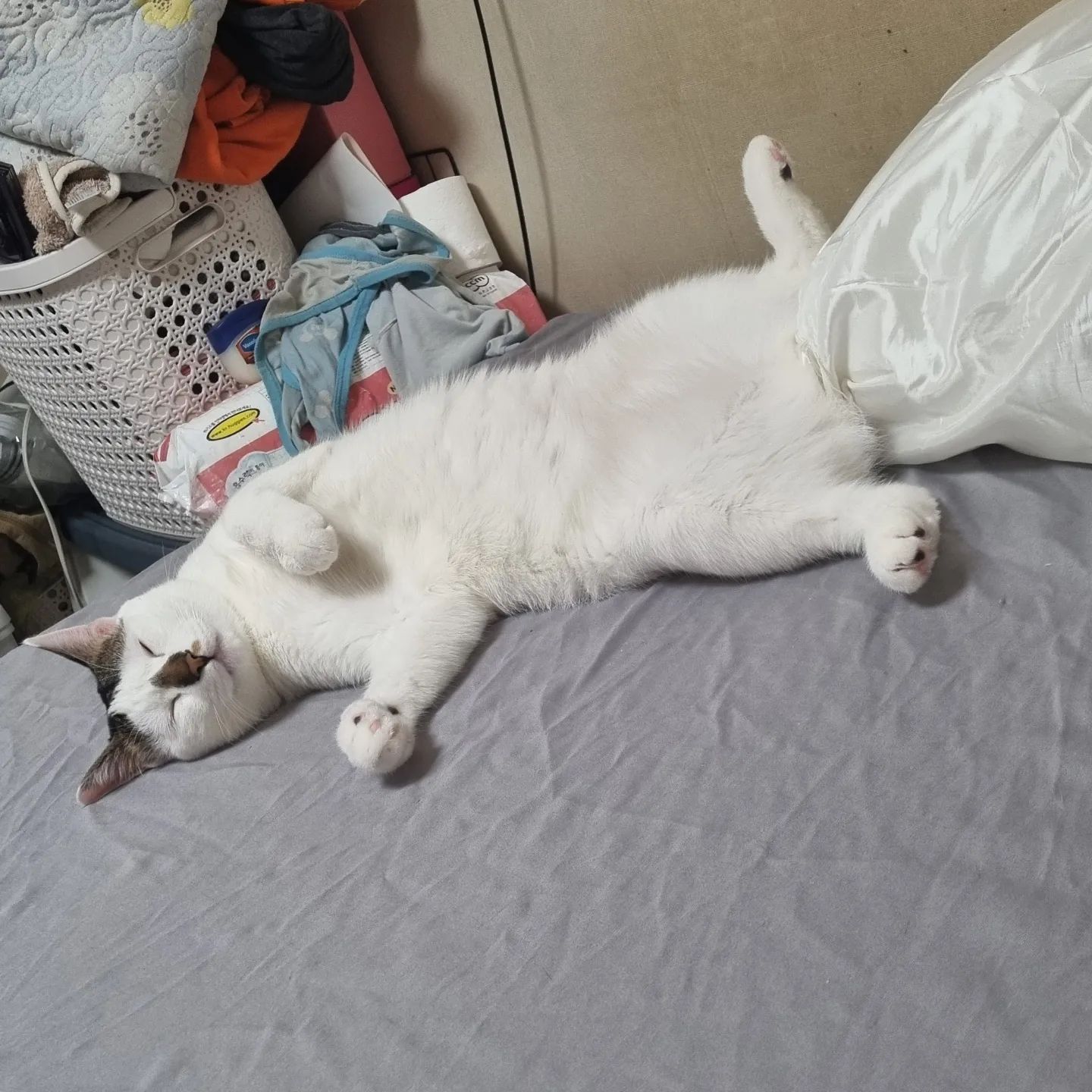 나 좀 쉴라구~~ 왜
고양이 쉬는거 첨봐???ㅋㅋㅋㅋ ㅋㅋㅋ ㅋㅋㅋㅋ ㅋ
며칠동안 비가 쭈욱 내리다가 눈비가내린다.
심지어 20시에 대설주의보라니😳
감기조심하세요!!! 길조심하기!!! 길다니면서 폰 금지!!!

#고양이 #왕크왕귀 #코숏 #코숏스타그램 #야옹이 #귀엽냥 #좋아요 #팔로우 #냥팔댕팔 #냥팔맞팔 #소통좋아요 #도토리냥 #흠냥 #감기조심 #cat #catstagram #like #love #catfollowers #cute