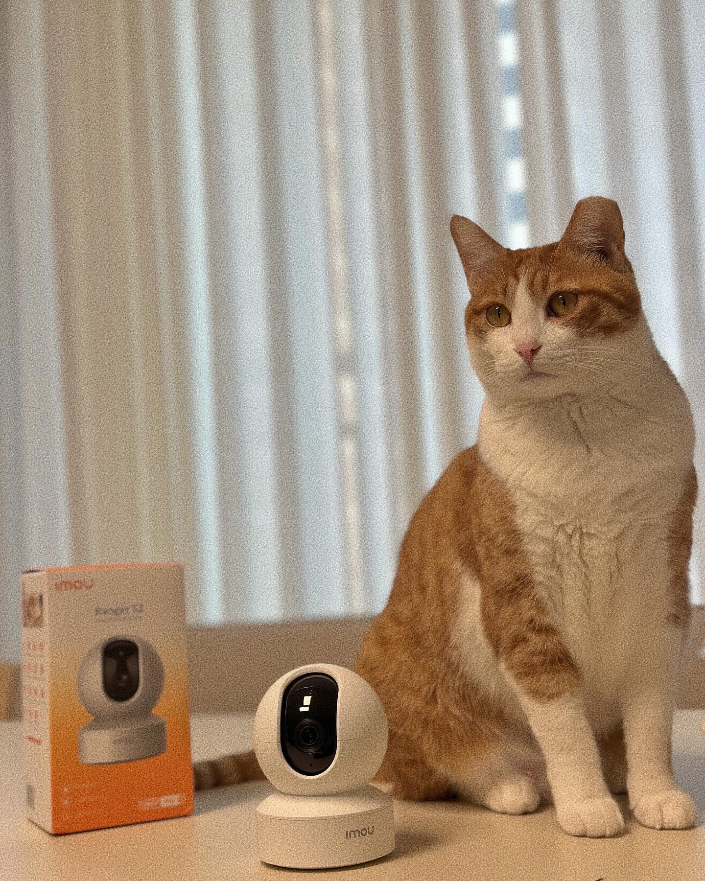 #협찬 #가정용홈캠 #아이모cctv #펫캠

우리집도 보호자가 분리불안이라 펫캠은 필수! 👀
종일 캠 확인하면서 불안해 하던적도 있었지만 이제는
개언니 9년차라 하루에 한 번만 확인해도 안심할수이찌
펫캠이 있는데 안보는것과 없어서 못보는건 차이가 있드라구요
한번씩 꺼놓고가면 어찌나 불안한지 ㅋㅋㅋ

대부분 종일 큰방에 있지만 한번씩 옮겨다닐때도 있어서
거실에 두려고 회전되는 아이모 가정용 홈캠을 들였어여!

모션감지 / 소리감지 / ai 인체인식 / 양방향 오디오소통
1080 FHP고화질 /프라이버시보호 / 355도 팬틸트 

보안 및 해킹 부분이 제일 걱정인데 아이모는 
개인정보규정을 통과하였고 군사 기밀관리 레벨의
암호화 규격과 개인정보 외의 데이터도 암호화 관리가
되는 보안솔루션을 제공한답니다! 🔒