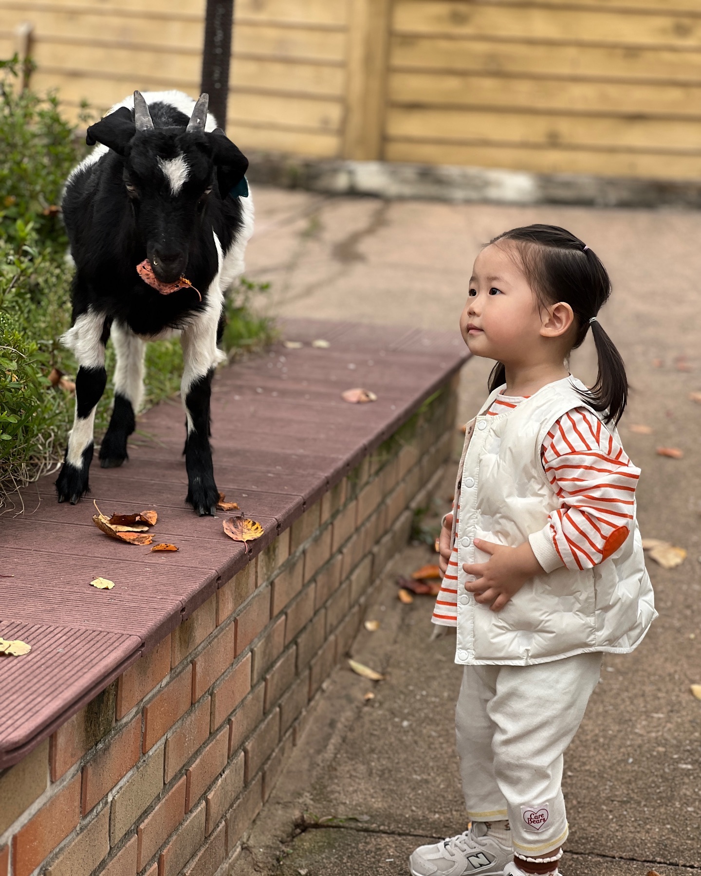 #24개월아기 #염소야안녕 🐐

👧🏻 “엄마, 오늘은 어린이집 안 가고 아기소 보러 가고 싶어요”

아침에 일어나자마자 눈비비며 하는 말
하고 싶은 것 또박또박 말하니 얼마나 신기한지 ㅎㅎ

아기 염소한테 낙엽도 주고(?)ㅎㅎ 인사도 하고
올해 봄에 왔을 때보다 엄청 재미있게 놀고 왔다
🍂🍁🌾

하리는 3시간동안 유아차 한 번 안 타고
혼자서 이리저리 돌아다니며 구경하고 ㅎㅎ
안녕👋🏻 손 흔들고 꺄르르 웃고 박수 치고
좋아하는 모습 보며 엄마 아빠 행복한 미소 지은 날🥰

#내년봄에또가자
#핑크뮬리
#아기랑나들이