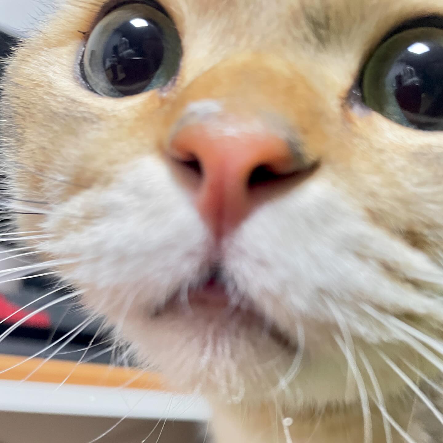 둘째 하트 코 뿅 🧡💛 
.
.
.
.
.
.
.
.
.
.
.
#고양이 #고양이그램 #고양이집사 #고양이맞팔 #고양이일상 #귀여운고양이 #장군감 #하트코 #인스타고양이 #cat #catinstagram #catinsta #catlovers #catlife #cats_of_world #catlove #catphoto #instacat #instacat_meows #instacatholic #catstagram #집사 #집사소통 #집사환영 #집사맞팔