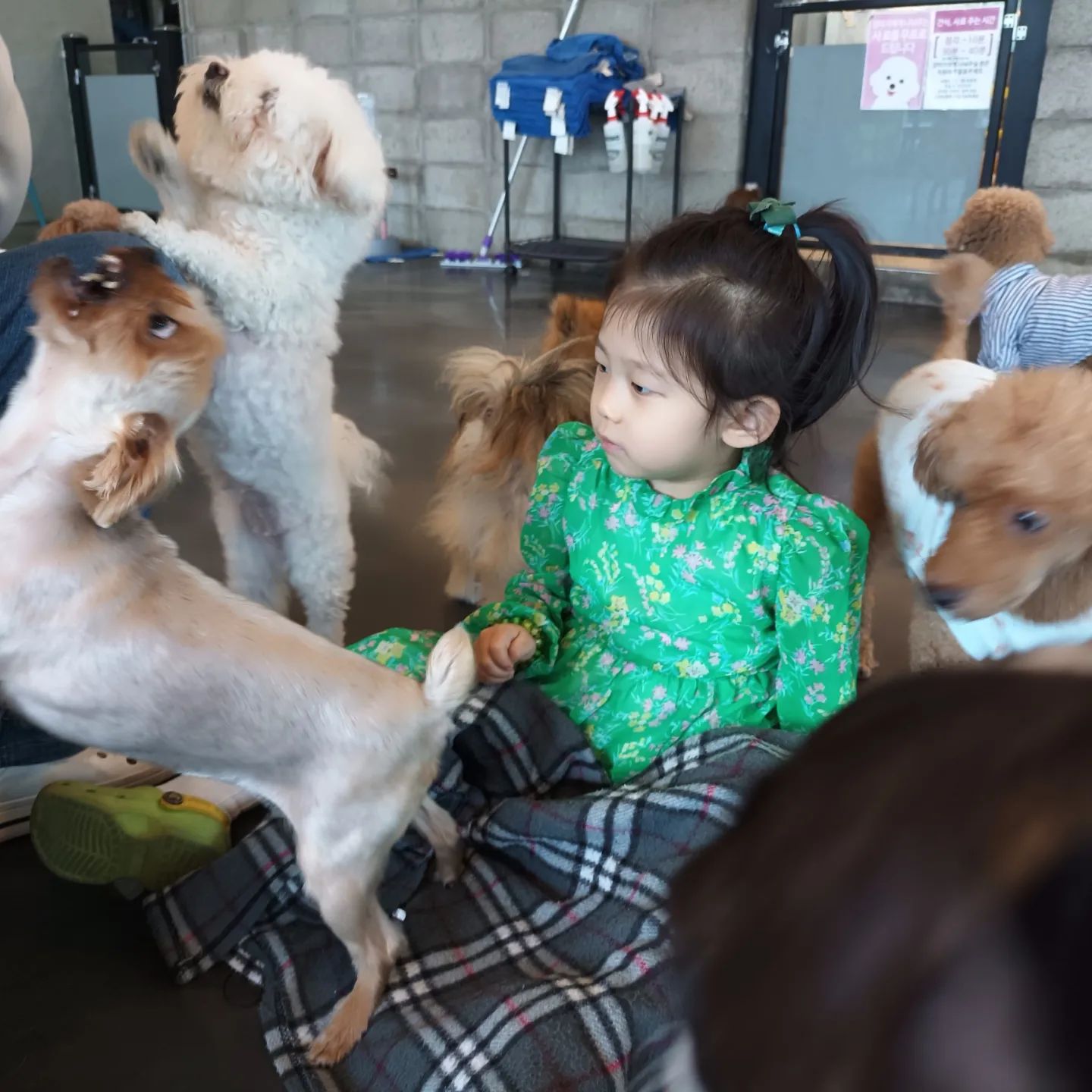 #강아지카페🐶 

오늘은 강아지 카페 왔어요
행복가득 미소가득
너무 신난 아윤이

#카페몽몽 #애견카페 #김포애견카페 #구래동애견카페