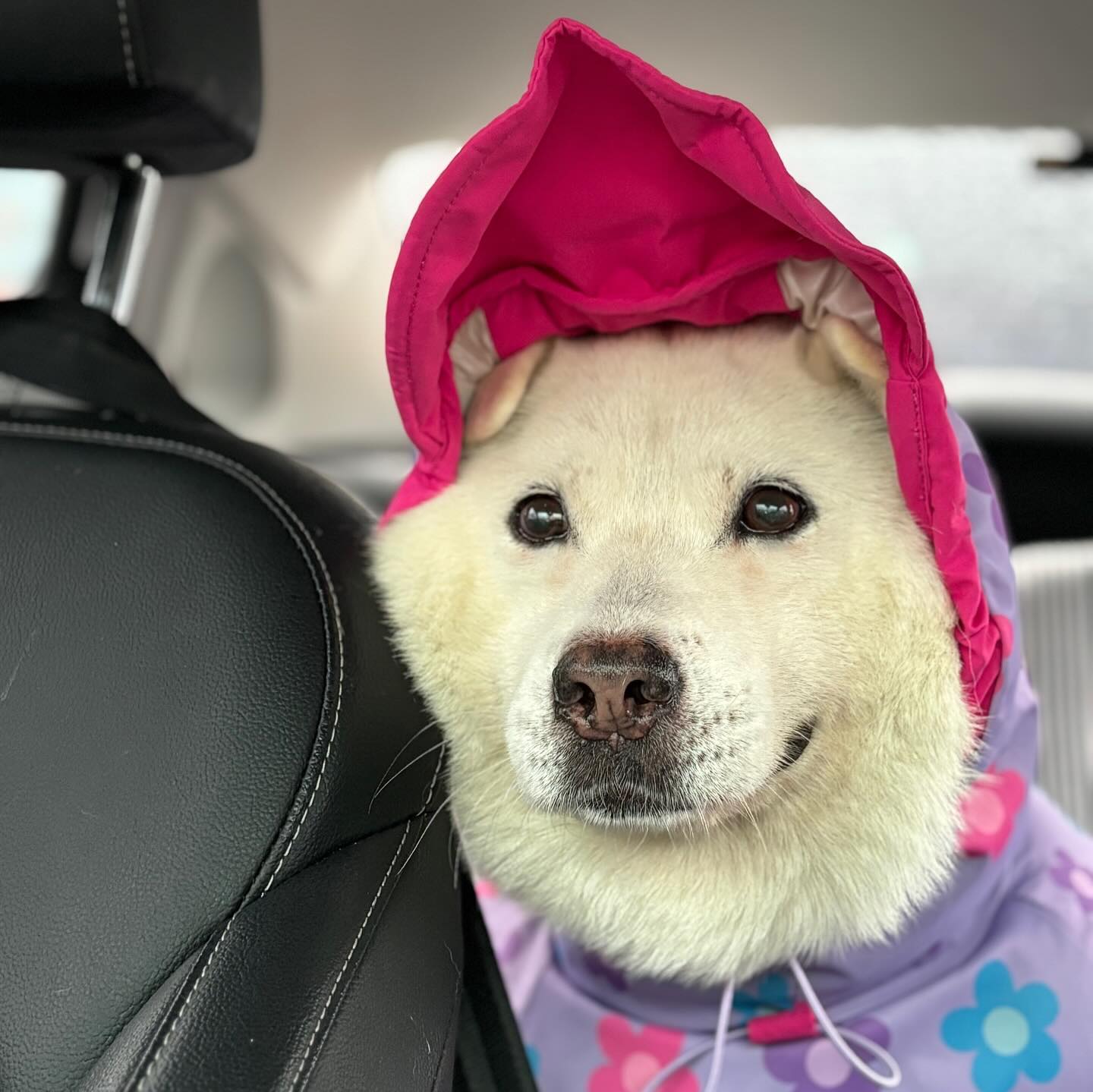 .
오 ㅐ 성ㄱㅏ시게 
비ㄱㅏ 주르ㄱ 주ㄹㅡ륵 
ㄴ ㅐ리고 그런 ㄷㅏ냐 🌂

#보내줄때가된우비
#찰떡템안녕
#비그만와라☔️