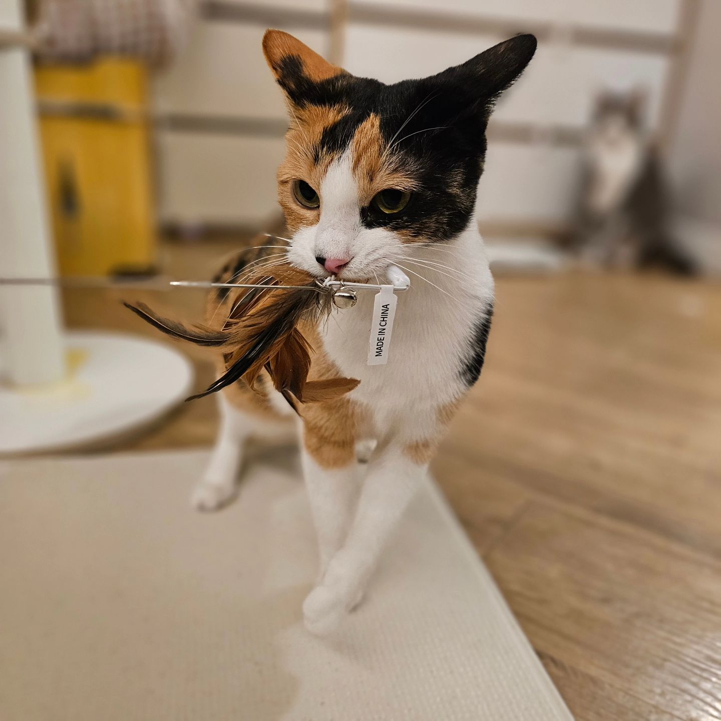 우리 엄지 구조해주신 countrycat80 집사님을 위한 사진♡  ㅋㅋㅋ

#엄지 #넘이뻐요 #다컸지만작아요 #엄지공주