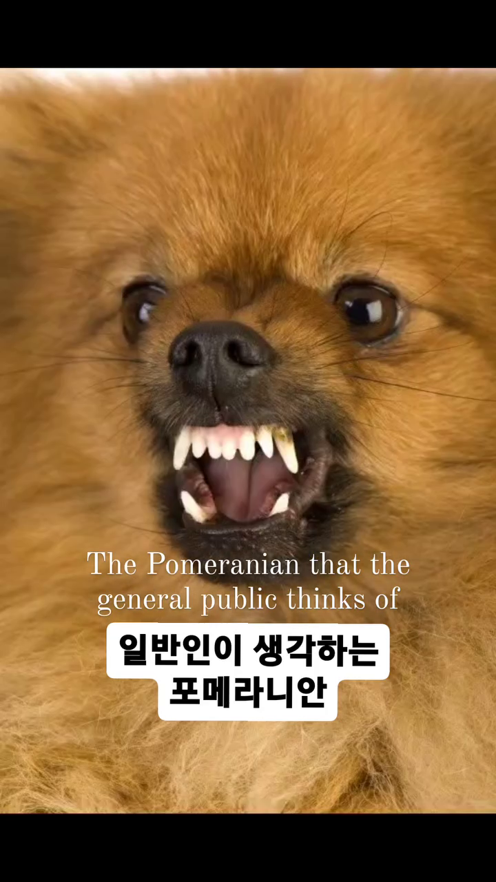 우리 유월이만큼 댕청한 포메가 또 있으까

.
.
#콧물질질 #댕청미 #포메 #멍스타그램