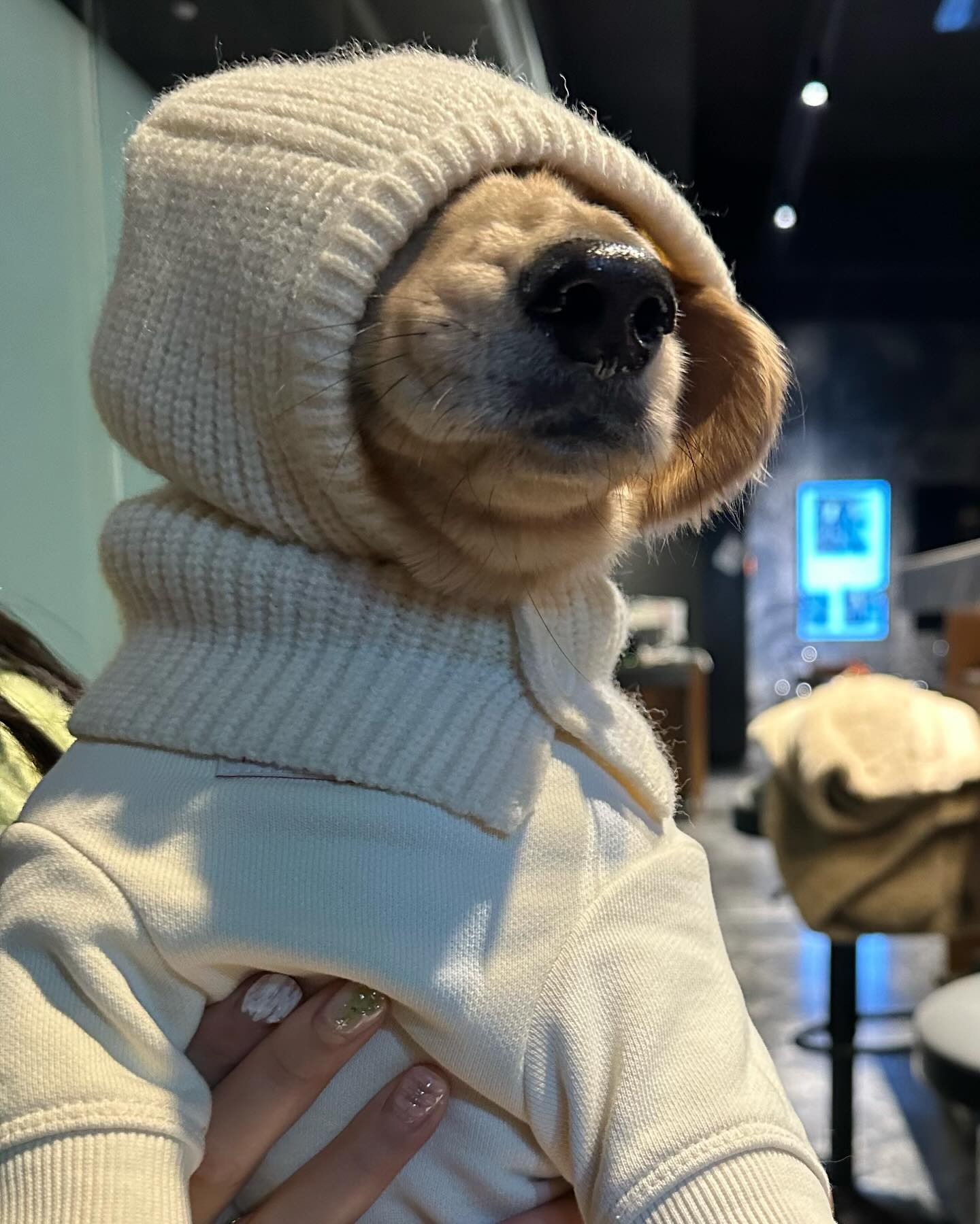 킁킁
