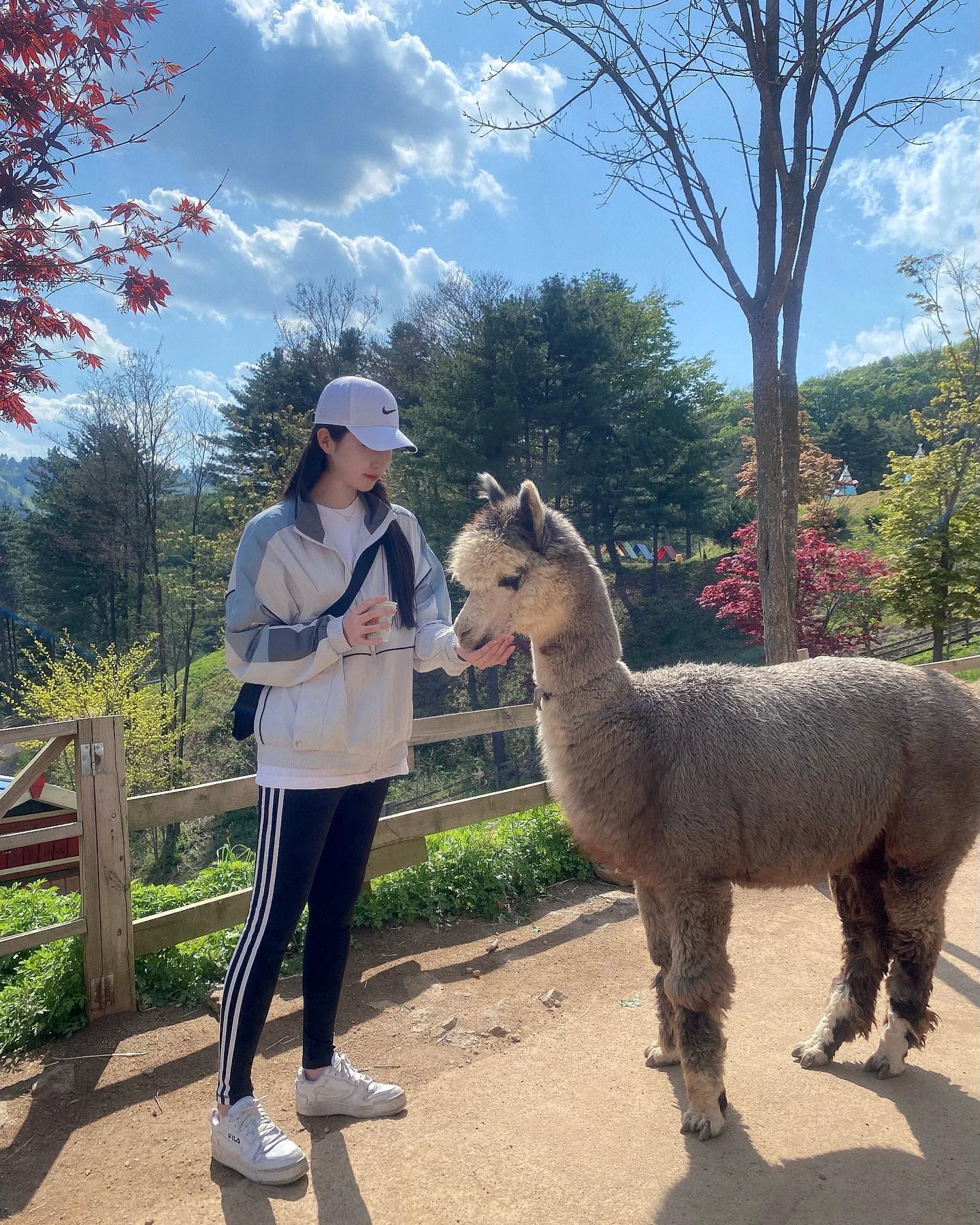 ( •͈ᴗ•͈)◞알파카 최고-!!!♡