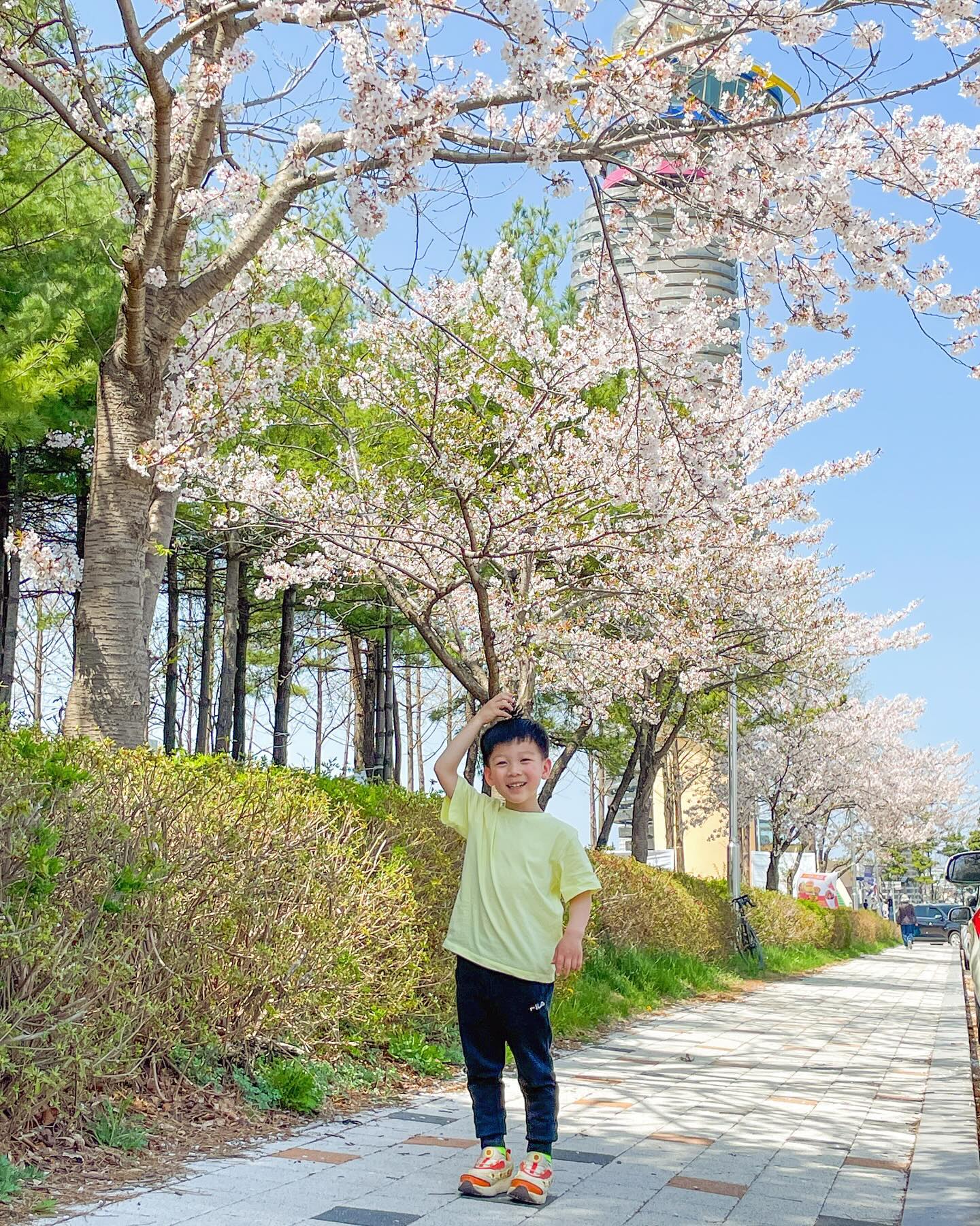 속초도 벚꽃 비 내린다 🌸
이러다 곧 여름이 오겠지

시작과 동시에 벌써 아쉬운 강원도의 봄 ⛰️