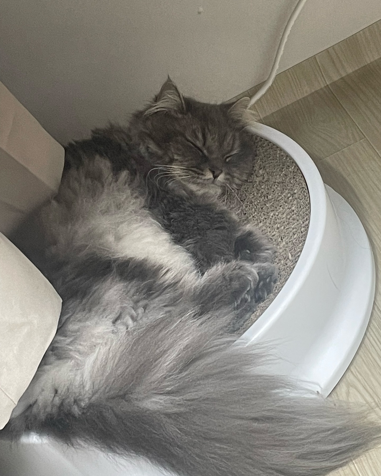 세상 아가같이 잠든 또니

고양이 침대 추천해주세용🥺