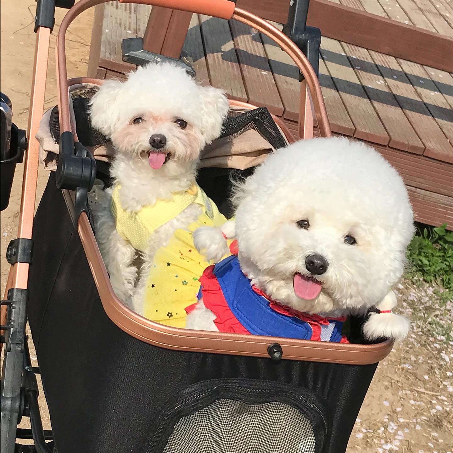 봄 나드리 🌸

머묶으로 돌아와따!!!

#봄나들이 #댕댕이🐶