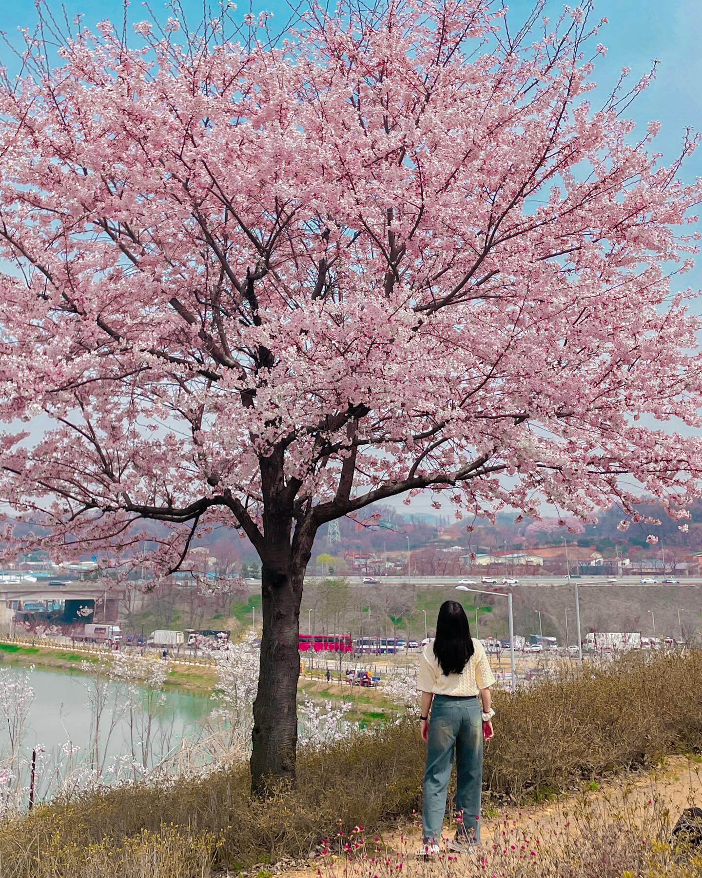 뒷동산에서 벚꽃놀이🌸
내년엔 진해가기로 약속했다