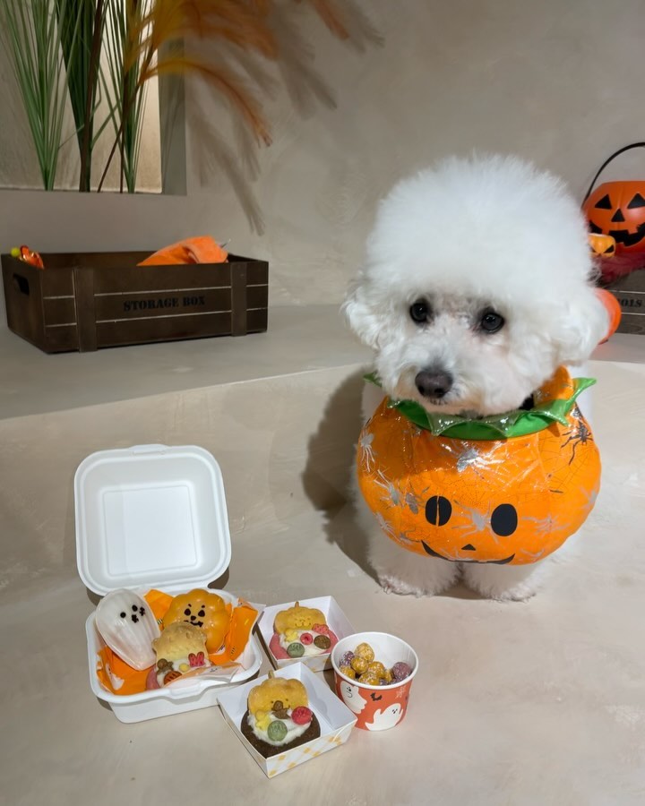 Happy Halloween🎃
나 앙호박, 야무지게 할로윈 맞이용 까까 챙겨서
잭슨+프림 형아들이랑 웰컴투찰리스 다녀옴🐾
금정구에 있는 🛝실내 놀이터인데
2시간씩 프라이빗하게 1팀만 대관할 수 있어요!
80평의 넓은 공간에서 미끄럼 걱정 없이 뛰어놀고
연못에서 💦참방참방 물장구도 칠 수 있고 ㅎㅎ
엄빠도 배민 주문시켜서 넷플 보며 마음 편히 쉴 수 있어요👍🏻
✔️배변패드, 매너벨트, 똥츄는 물론이고
✔️정수기, 블루투스 스피커, 빔프로젝터 구비되어 있답니다
어떤 날씨에도 댕댕이 친구들과 모임 가능🐶
