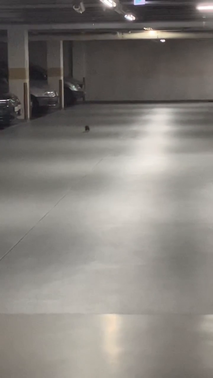 청설모가 우리집 주차장에 등장 ㅠㅠㅠ 
아가.. 어쩌다 이까지 왔니ㅠ 
징징이 발소리 같은 건 내 신발 소리...