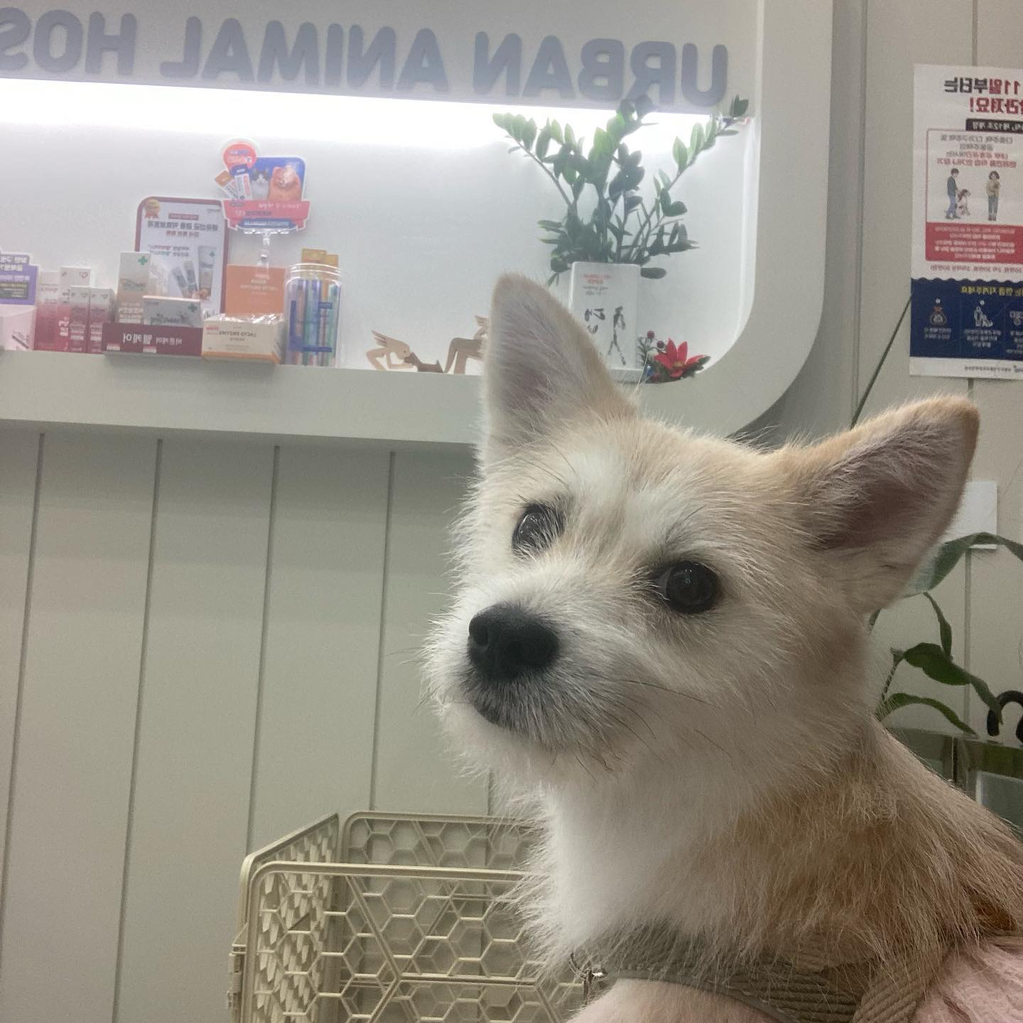 병원 가서 쪼그라든 김달이