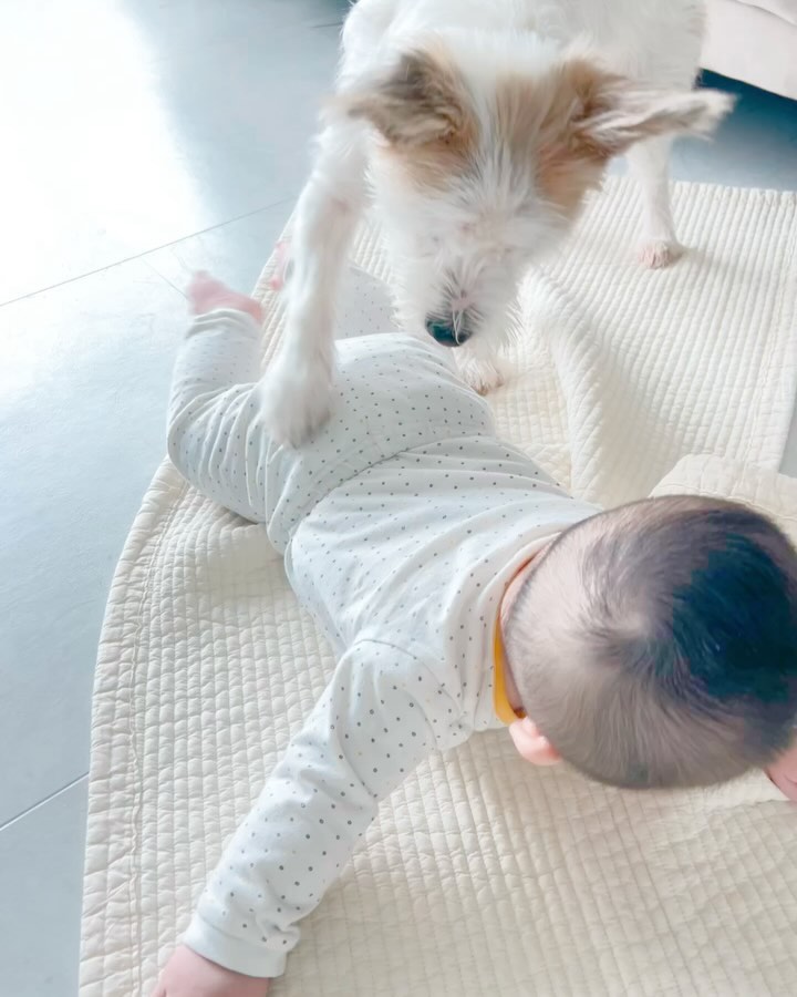 우주가 뒤집혀있으면 위험한줄 알고 
다시 뒤집으라고 난리가 나는 강알쥐🐶
9.5kg 같은 몸무게 찍더니
드디어 애개육아 그린라이트인가요?..

#애개육아 #애개맘 #애개스타그램 
#애개육아일상 #강아지일상 #보호본능