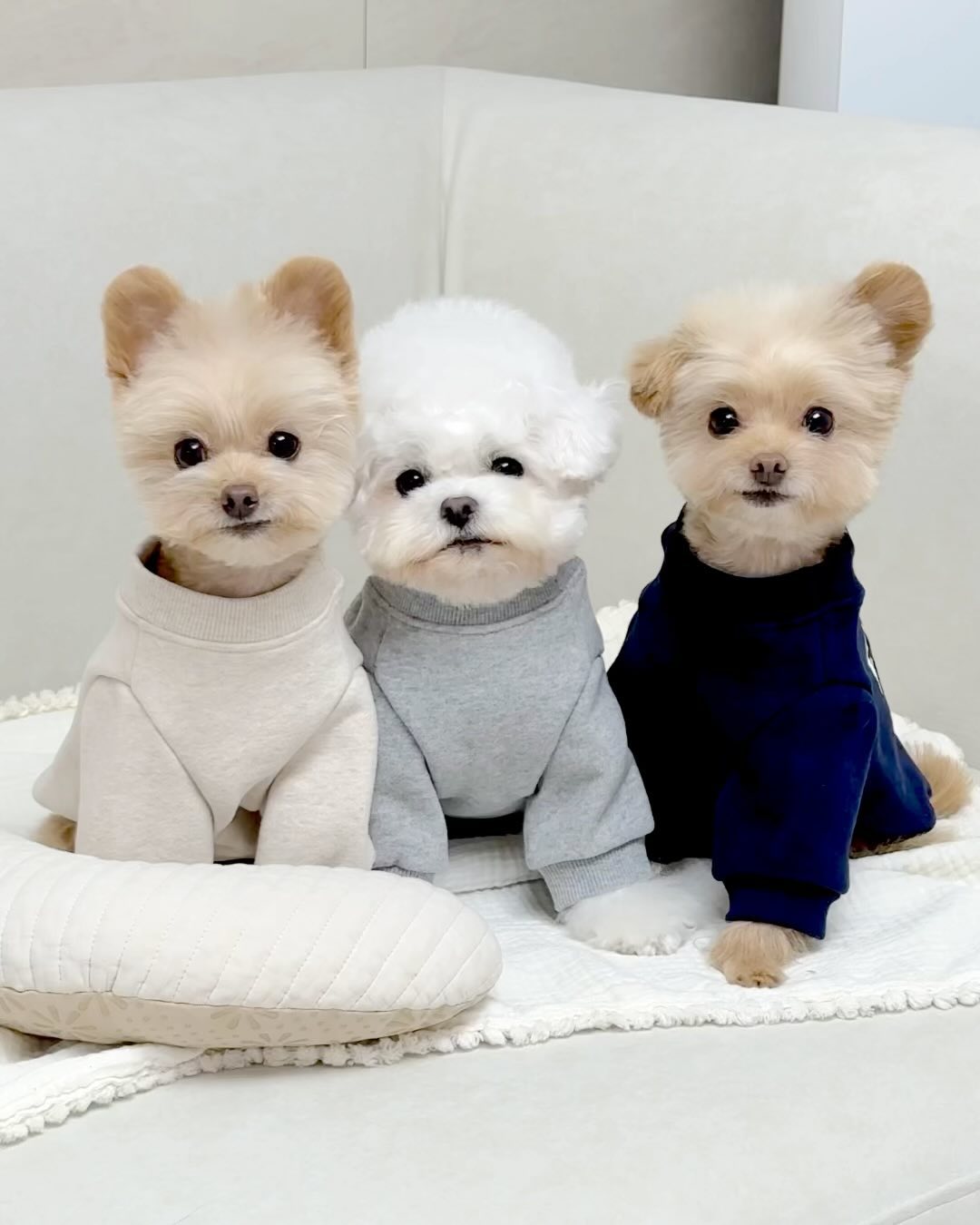 ⠀ 
남친없는 강아지들의 보이프렌드룩..🤧
🤘🏻+✊🏻+☝🏻조합 어떻조?

( 앉은 순서대로👇🏻)
/ 르네, 에떼, 비바 🍼

🔖 맨투맨티샤쓰 littleheart_official_